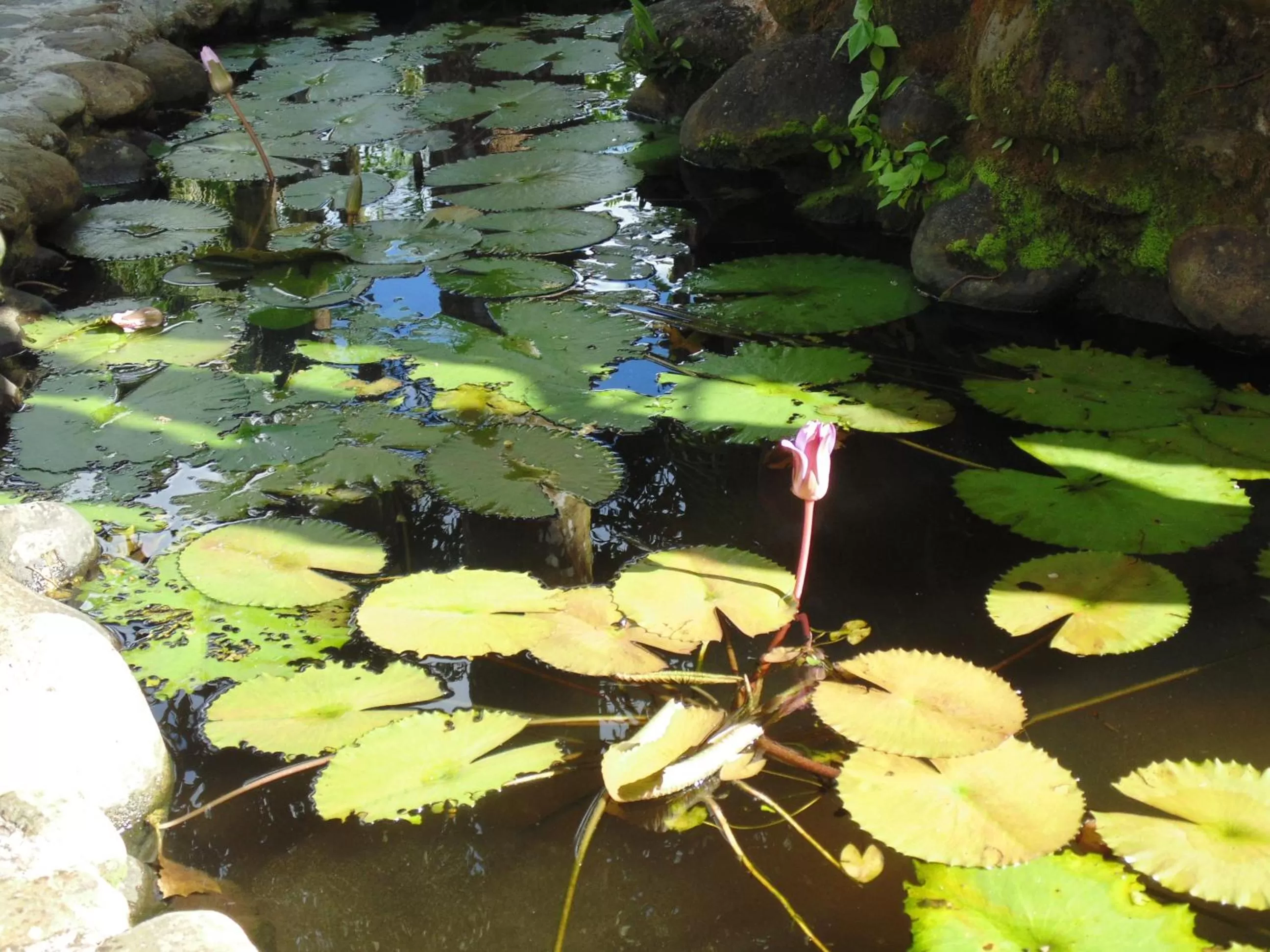 Garden view in Les Gîtes de la Lézarde