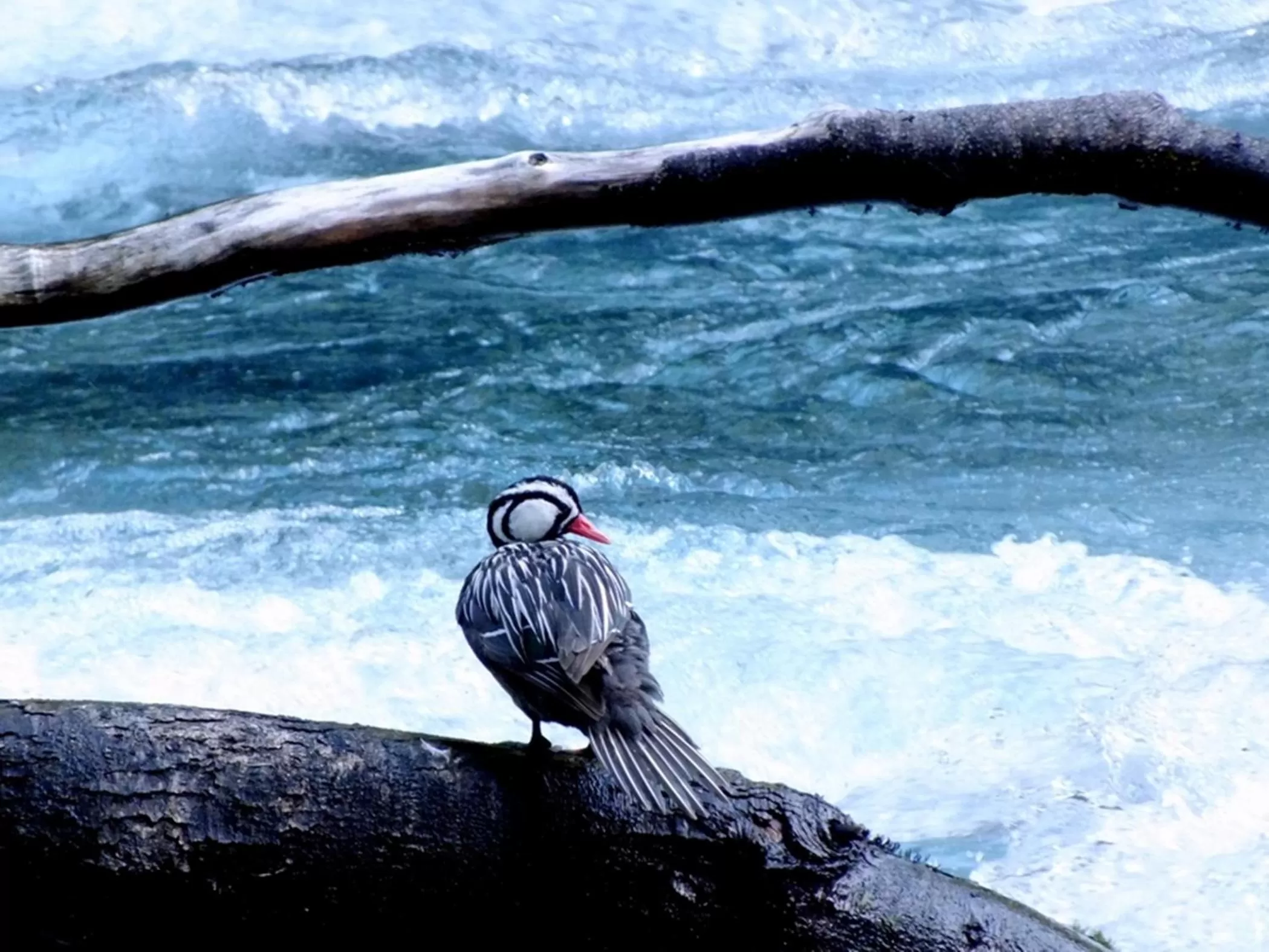 Animals, Other Animals in Hotel Salto del Carileufu