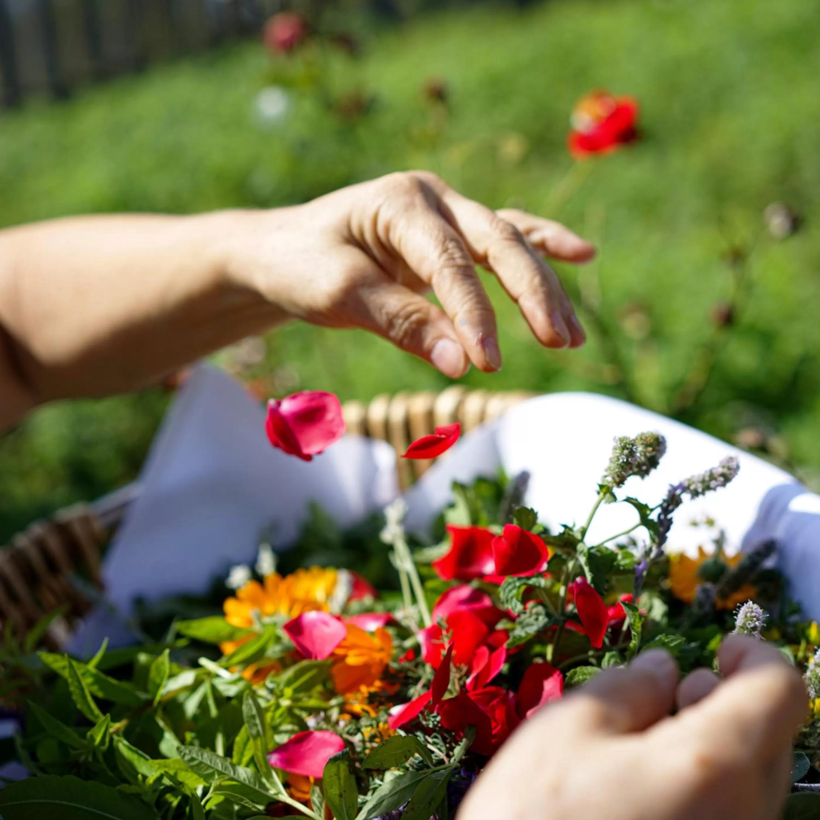 Garden in Berggasthof Höchsten