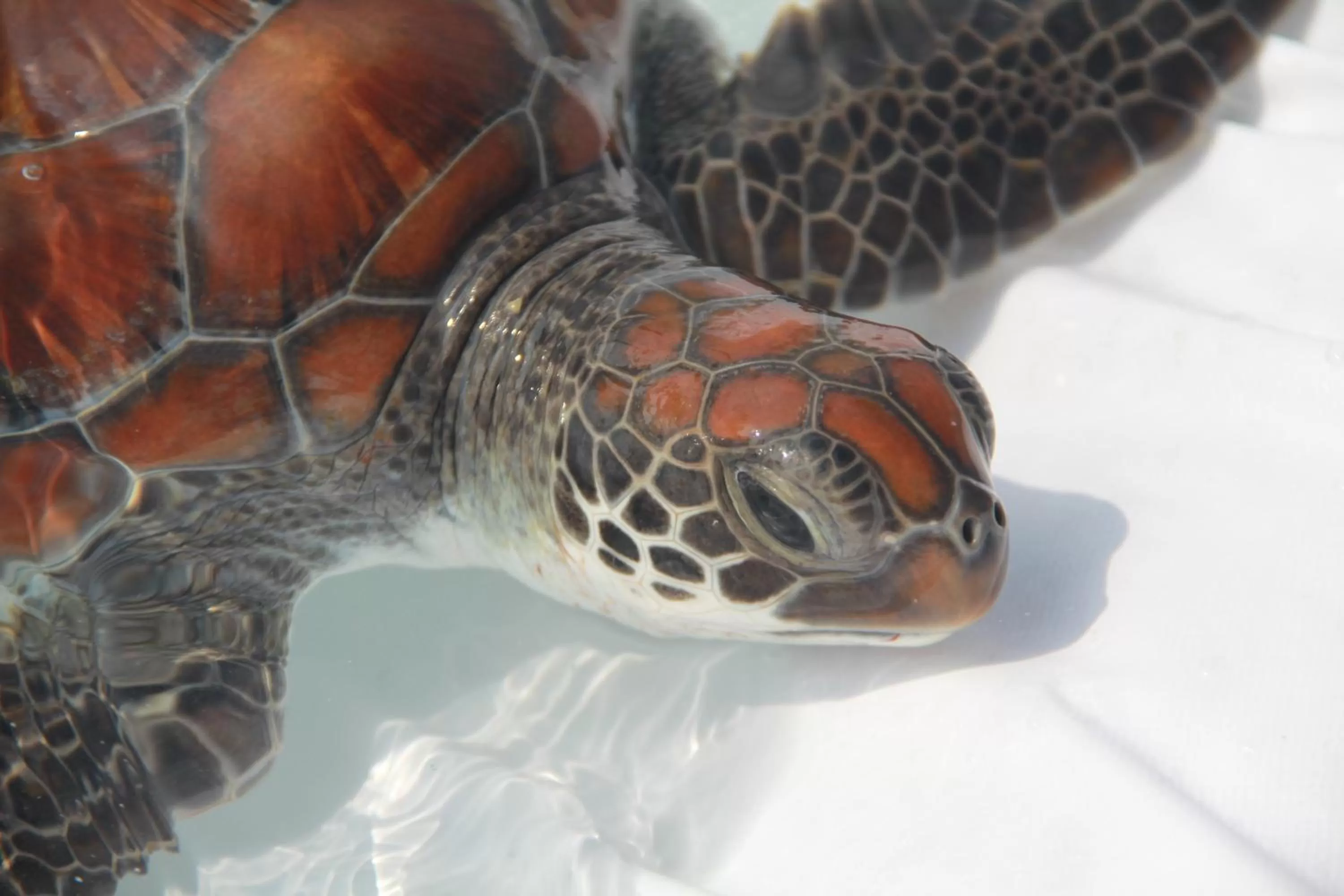 Snorkeling, Other Animals in Dhawa Ihuru