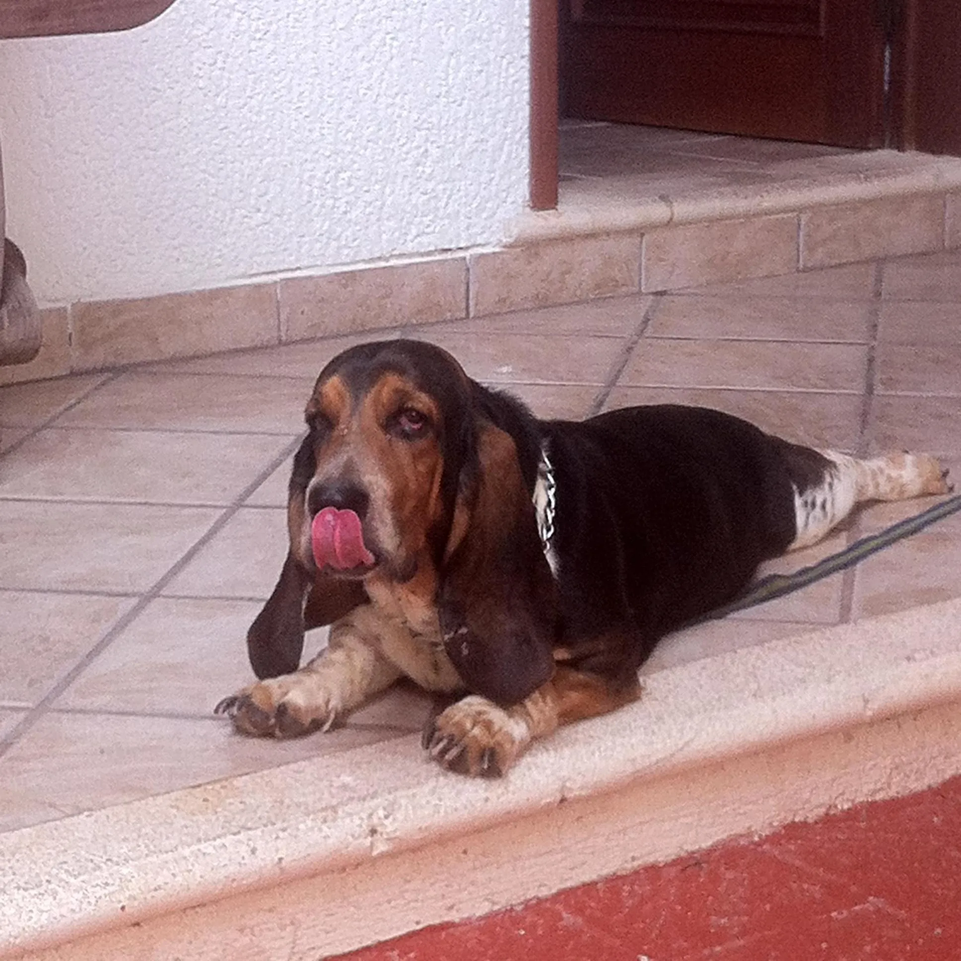 Pets in Mala Vecindad Playa Beer Hotel