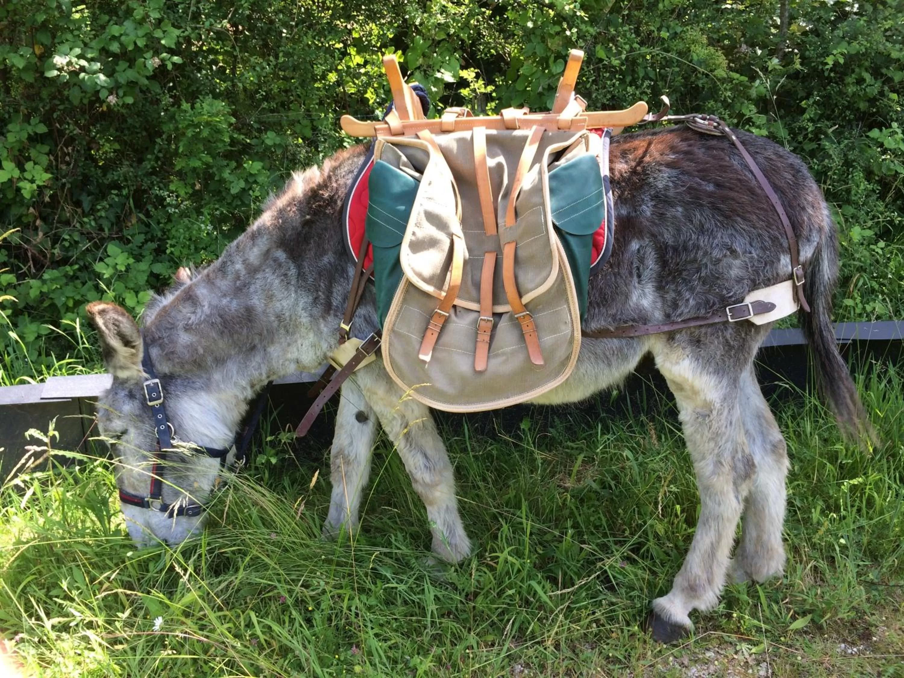 Other, Other Animals in La Barillerie