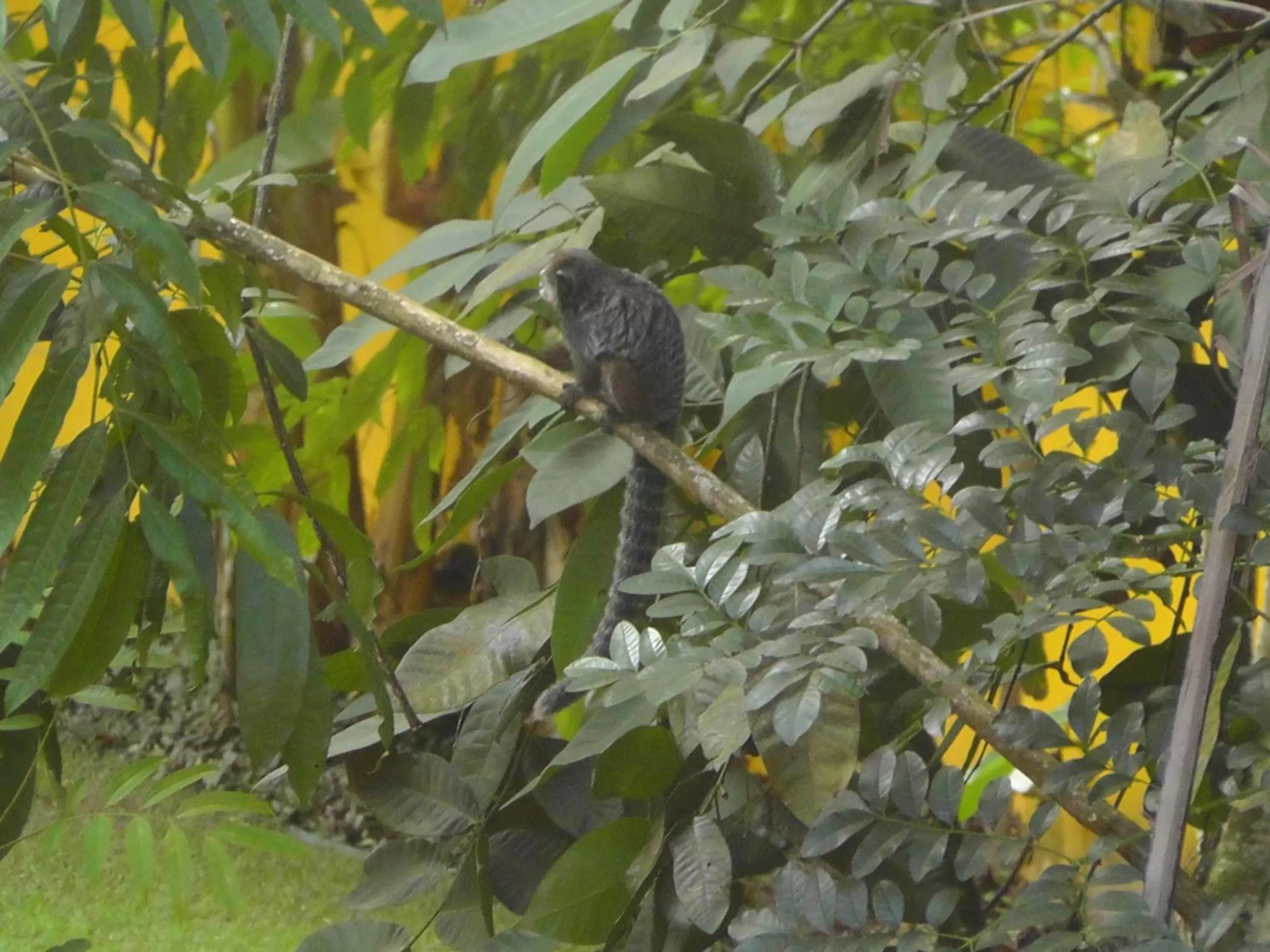 Day, Other Animals in i9 Embaú Flats & Suites