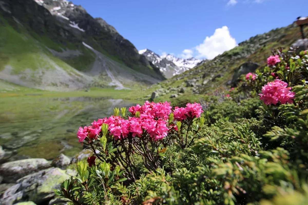 Natural Landscape in Pension Fuchs