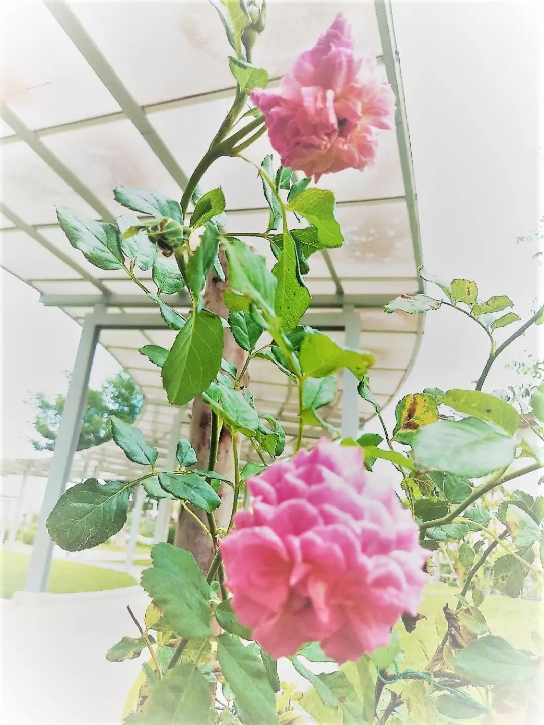 The White Garden Premier Saraburi