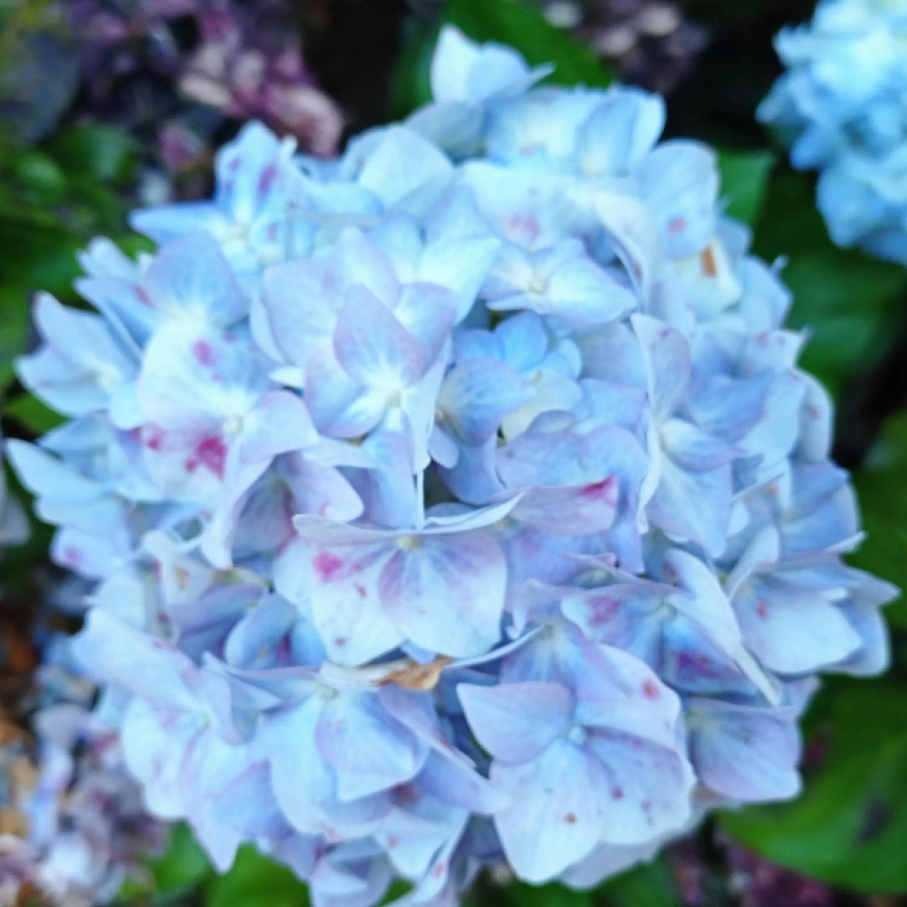 Other Animals in Hotel Refugio Pozo Azul