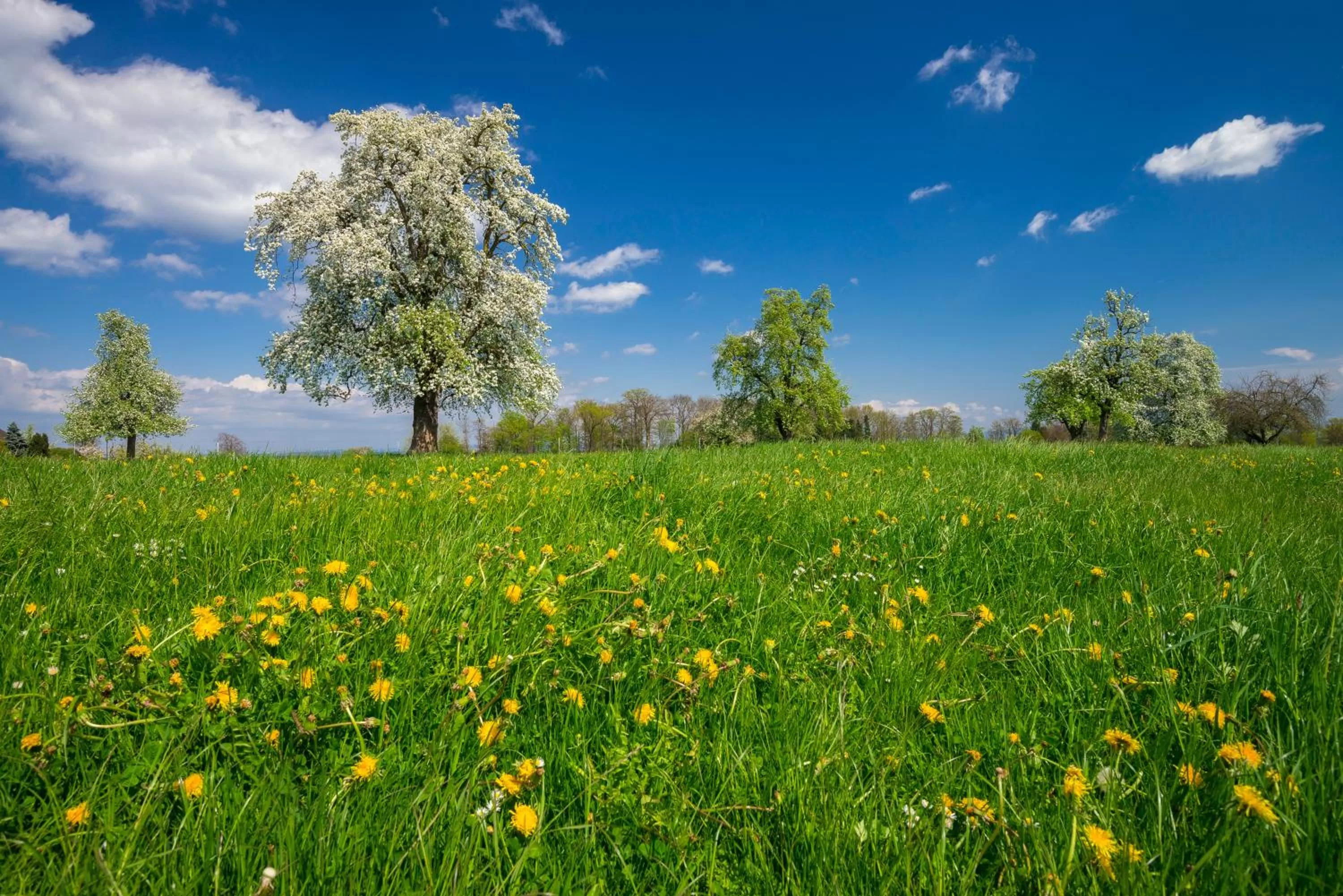 Natural Landscape in Landgasthof Seelust