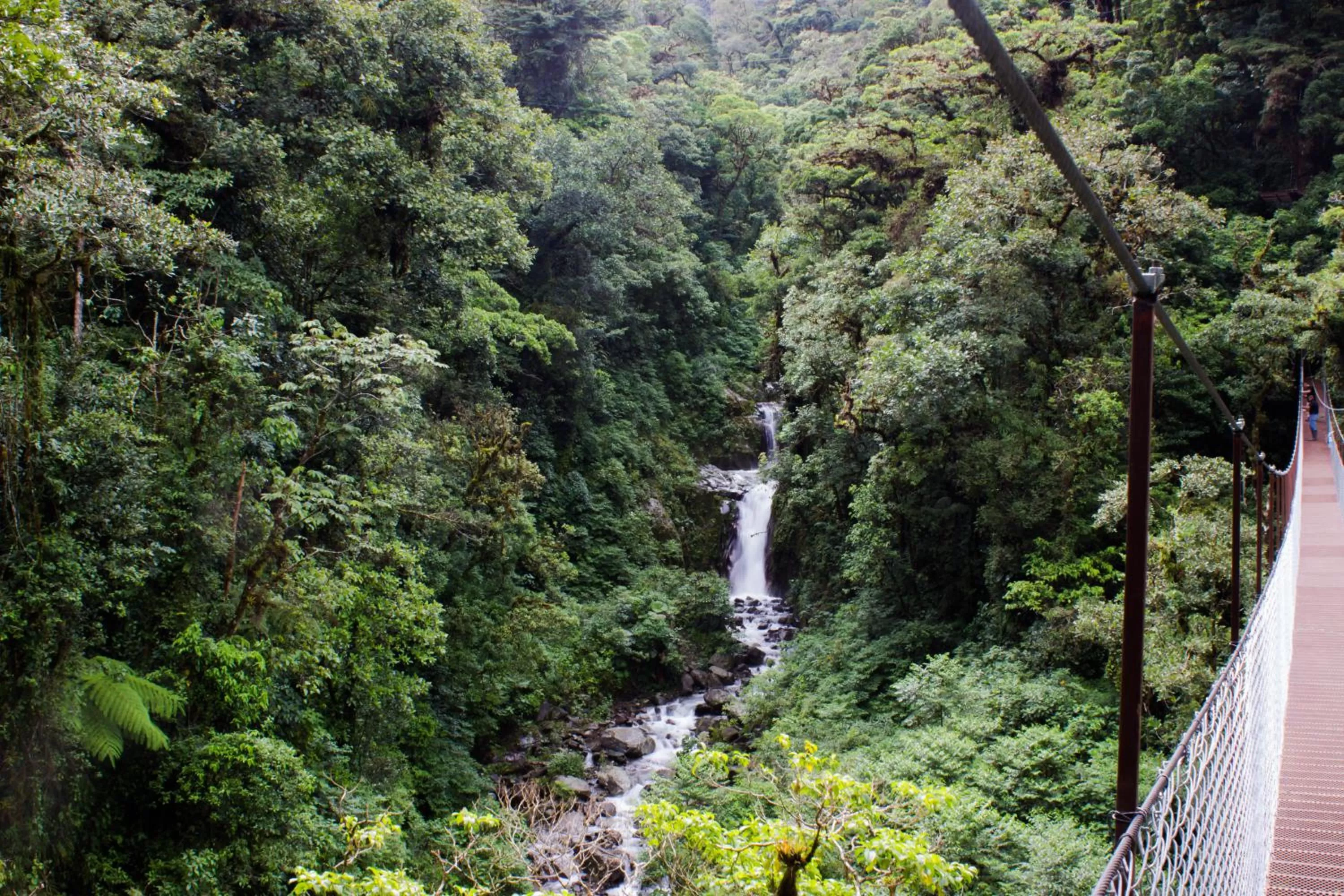 Hiking in TREE TREK BOQUETE Adventure Park