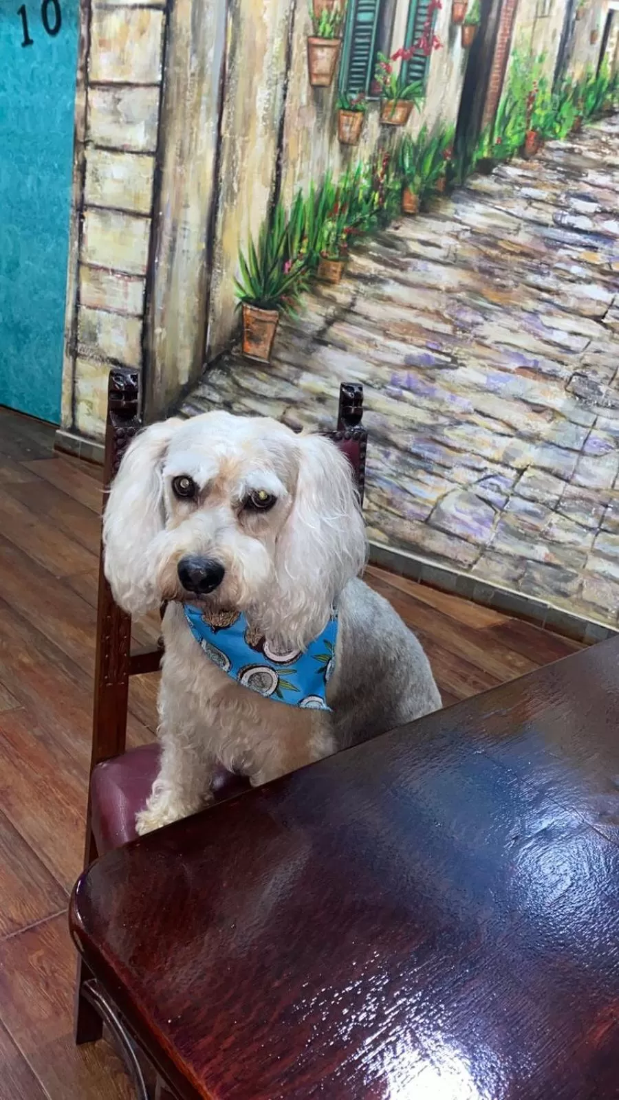 Animals, Pets in Hotel Casa Antigua