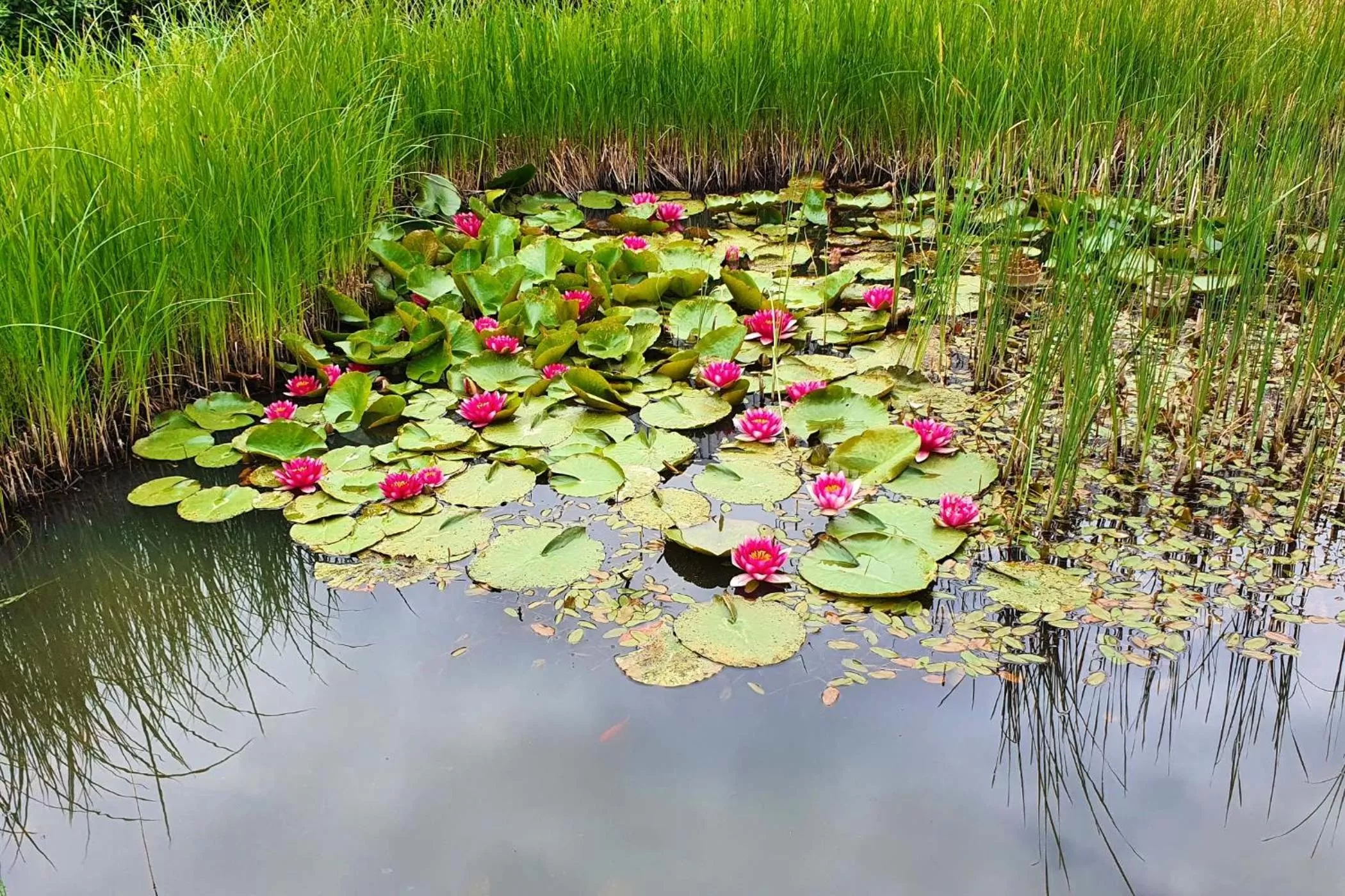 Garden in Sport Hotel Kenzingen inklusive Schwimmbad, Sauna und Frühstück nähe Europa-Park