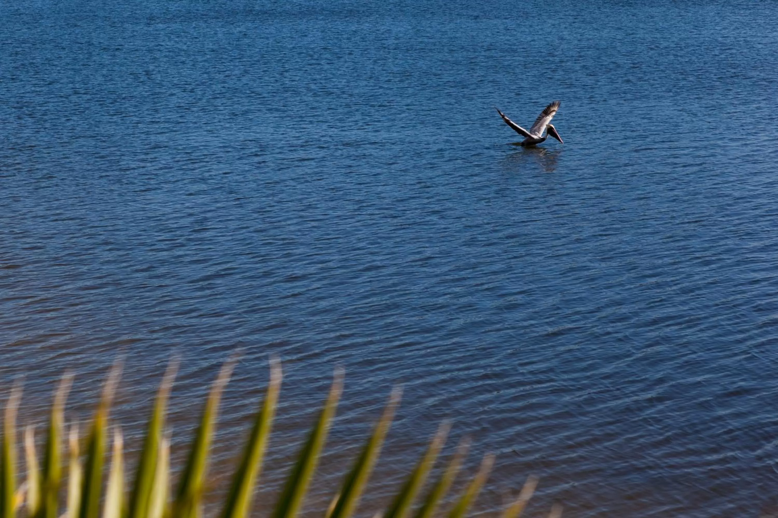 Sea view in Chase Suite Hotel Rocky Point Tampa