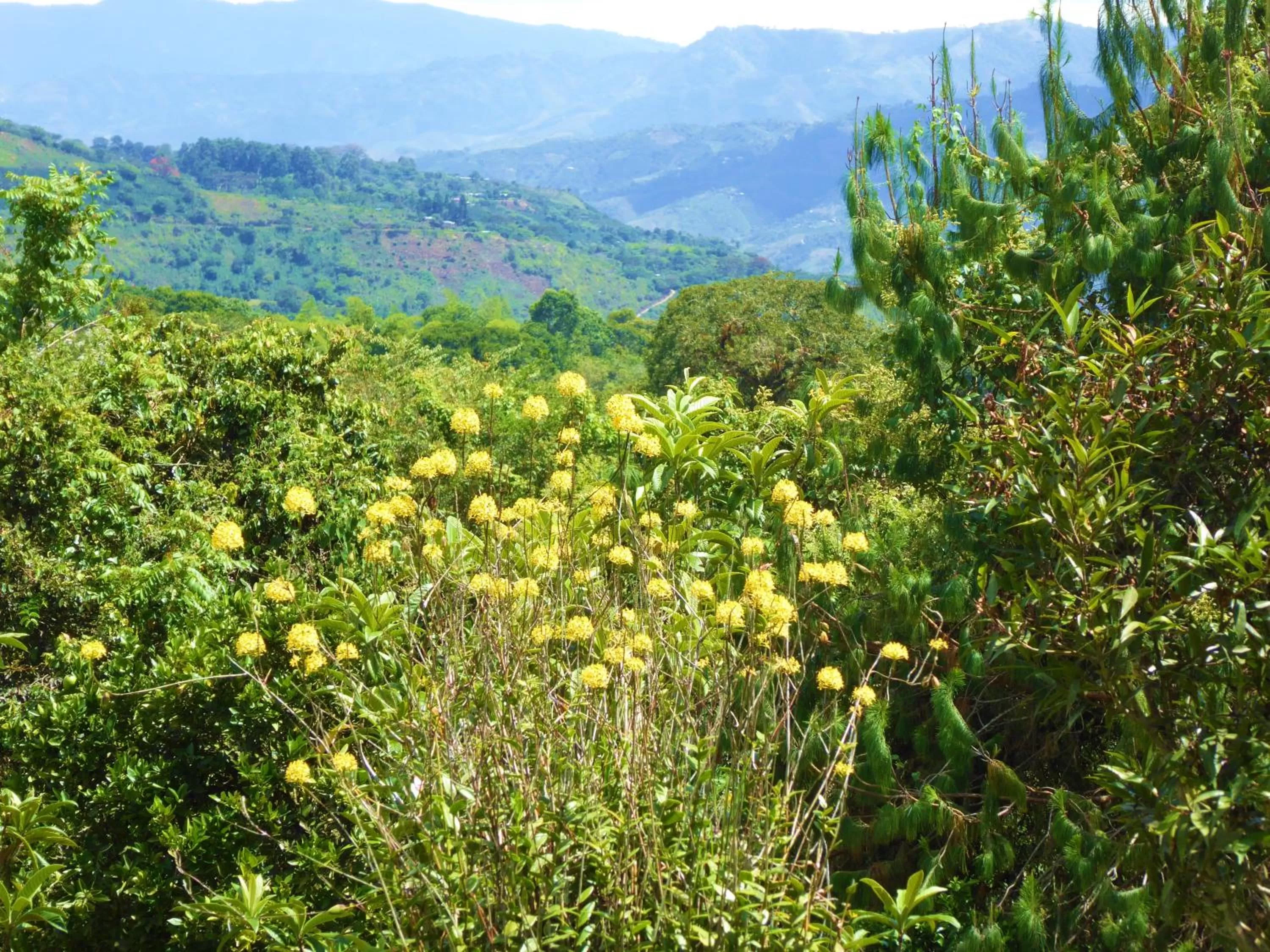 View (from property/room) in Finca El Cielo
