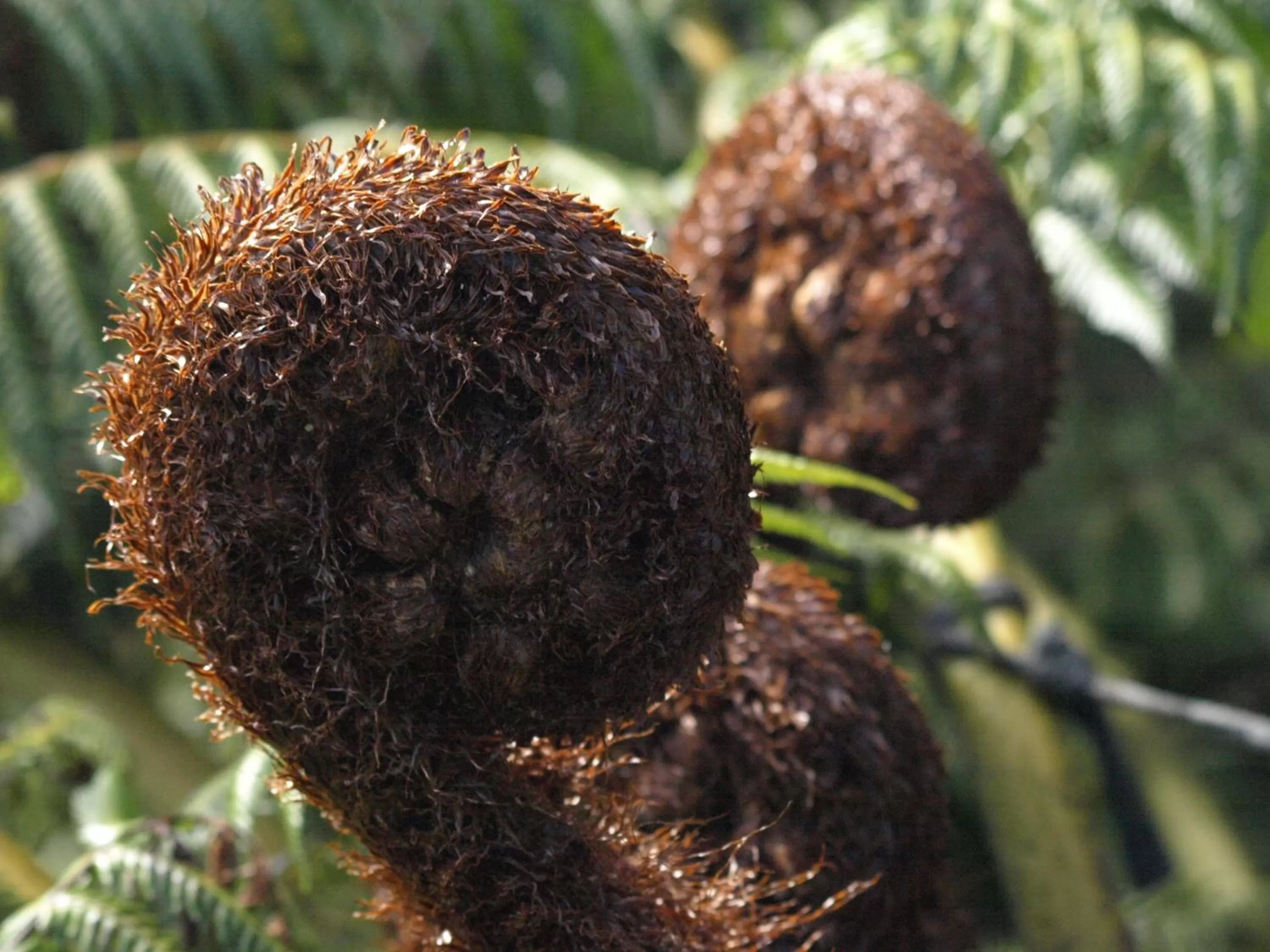 Garden in Grafton Cottage & Chalets