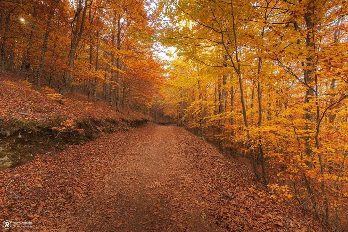 Natural landscape in Casa de São Lourenço - Burel Panorama Hotel - member of Relais & Châteaux