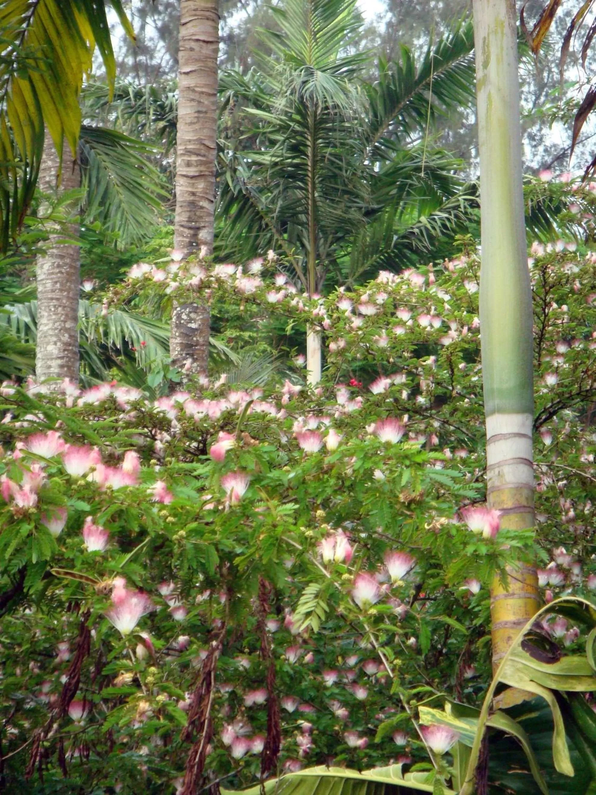 Garden in Coral Motel & Apartments