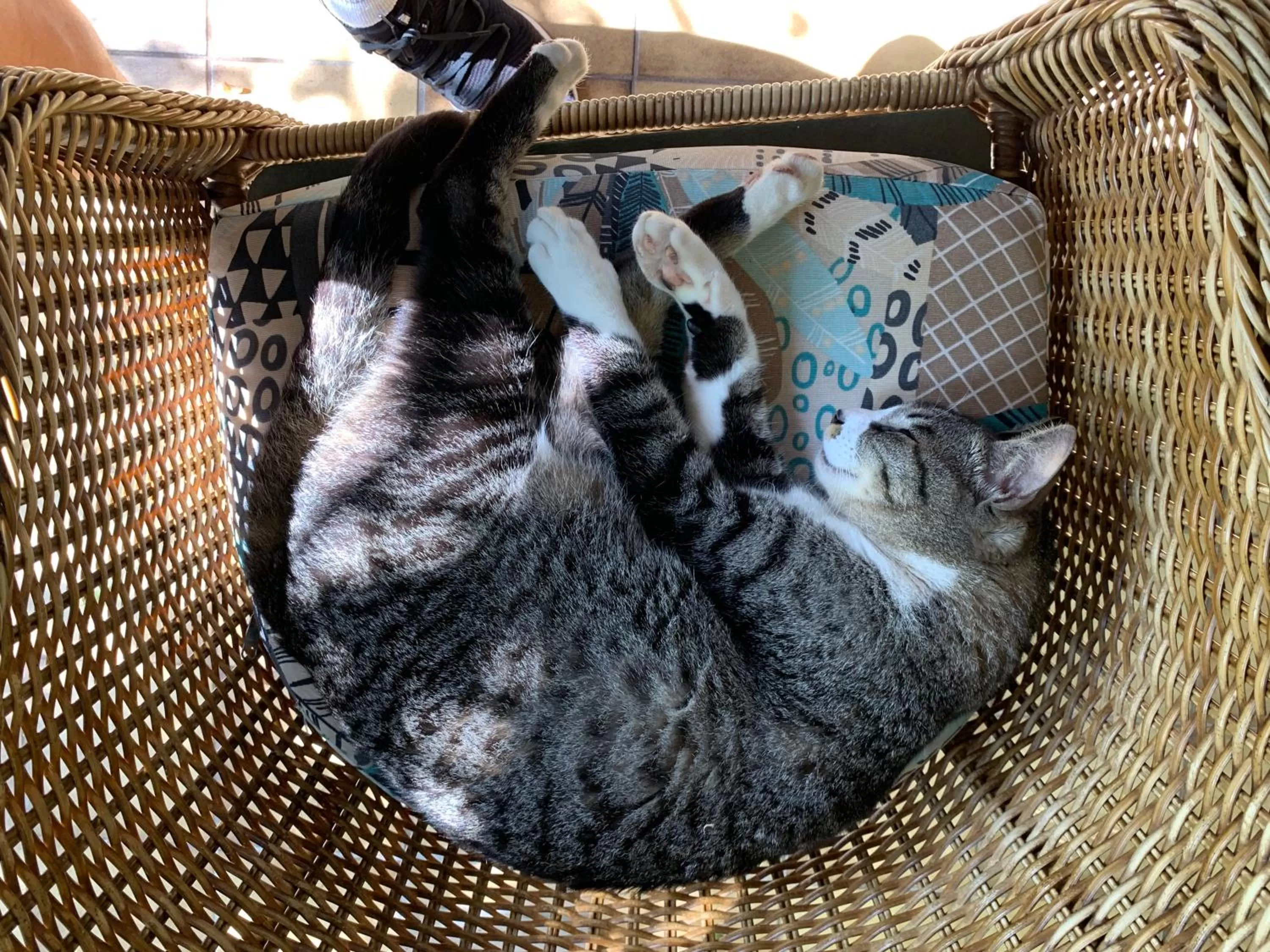 Other Animals in Beach House Floripa