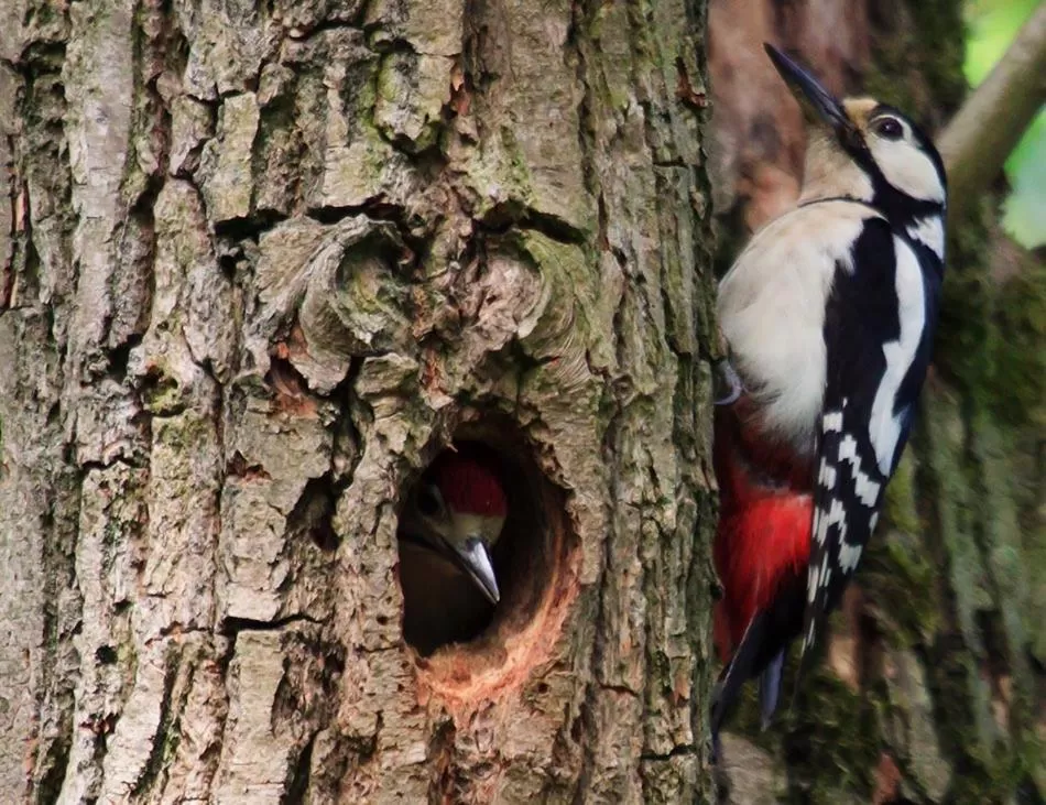 Animals in LH Albergo il Picchio