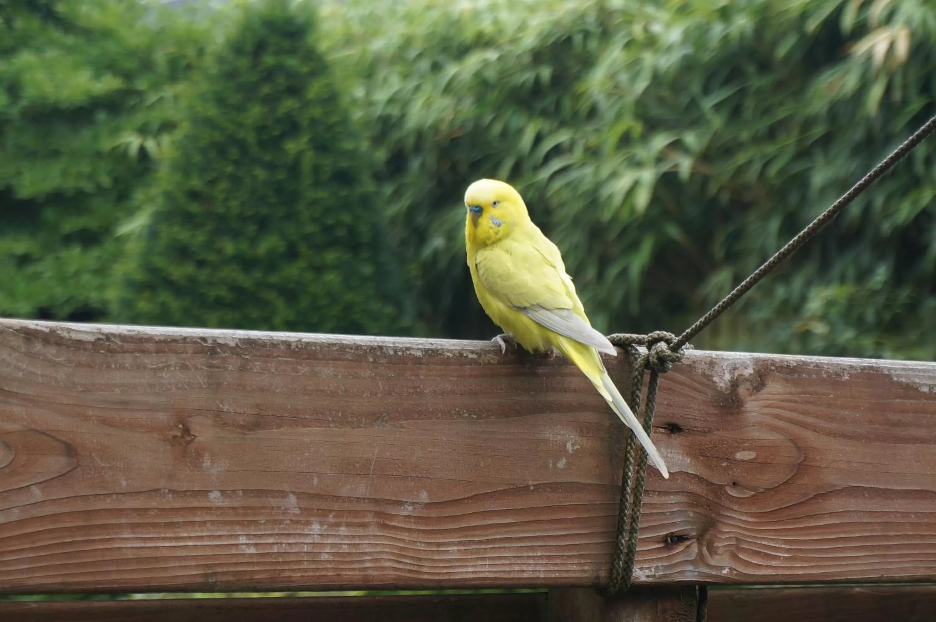 Bird's eye view in Xaviera's Bed and Breakfast