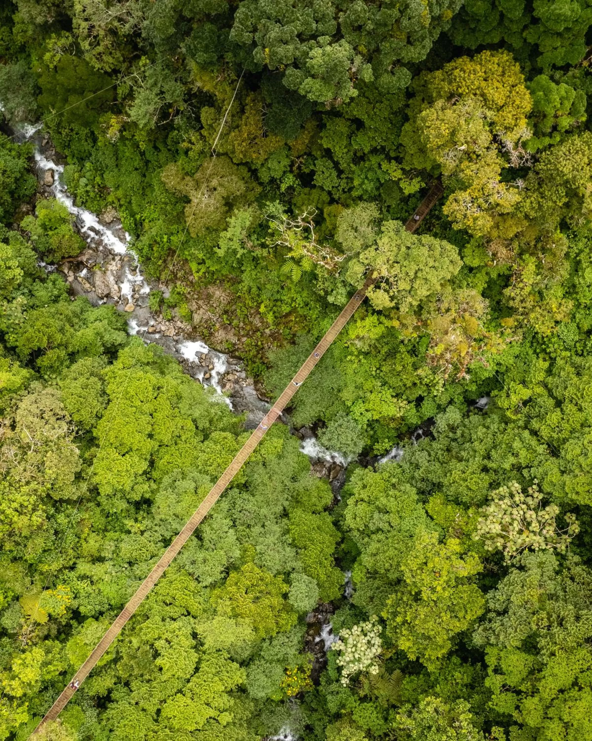 Natural landscape in TREE TREK BOQUETE Adventure Park