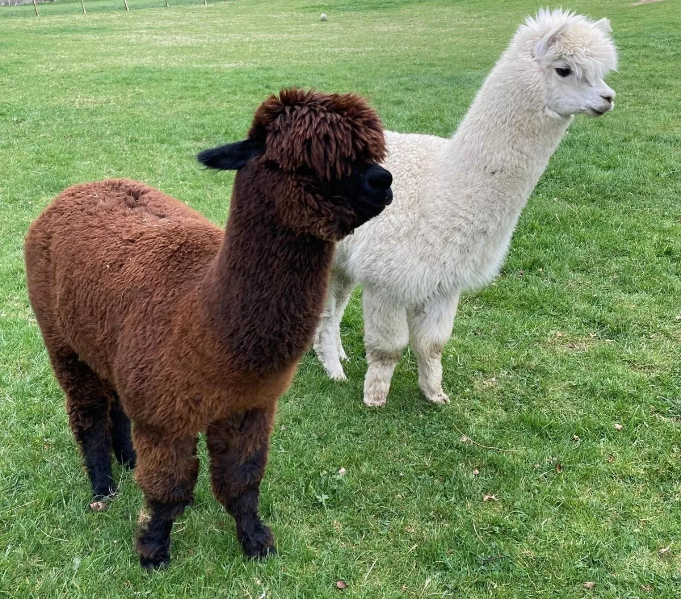 Pets in Chalet Ouréa