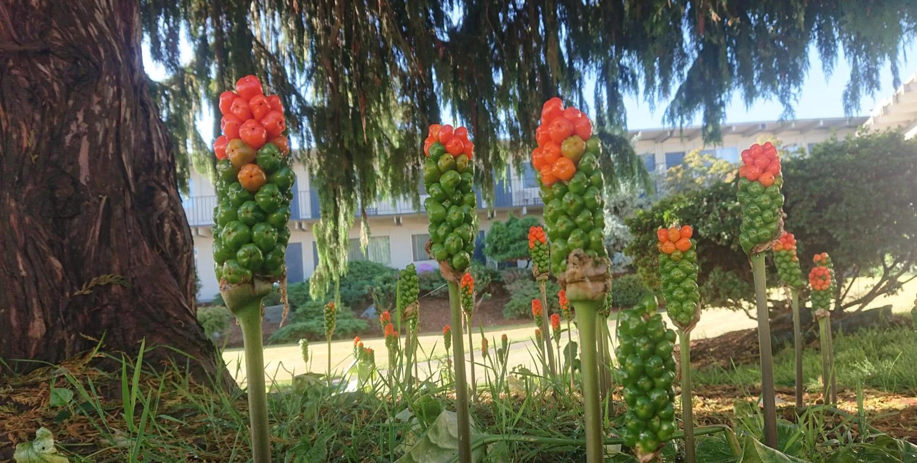 Natural landscape in Cocusa Motel