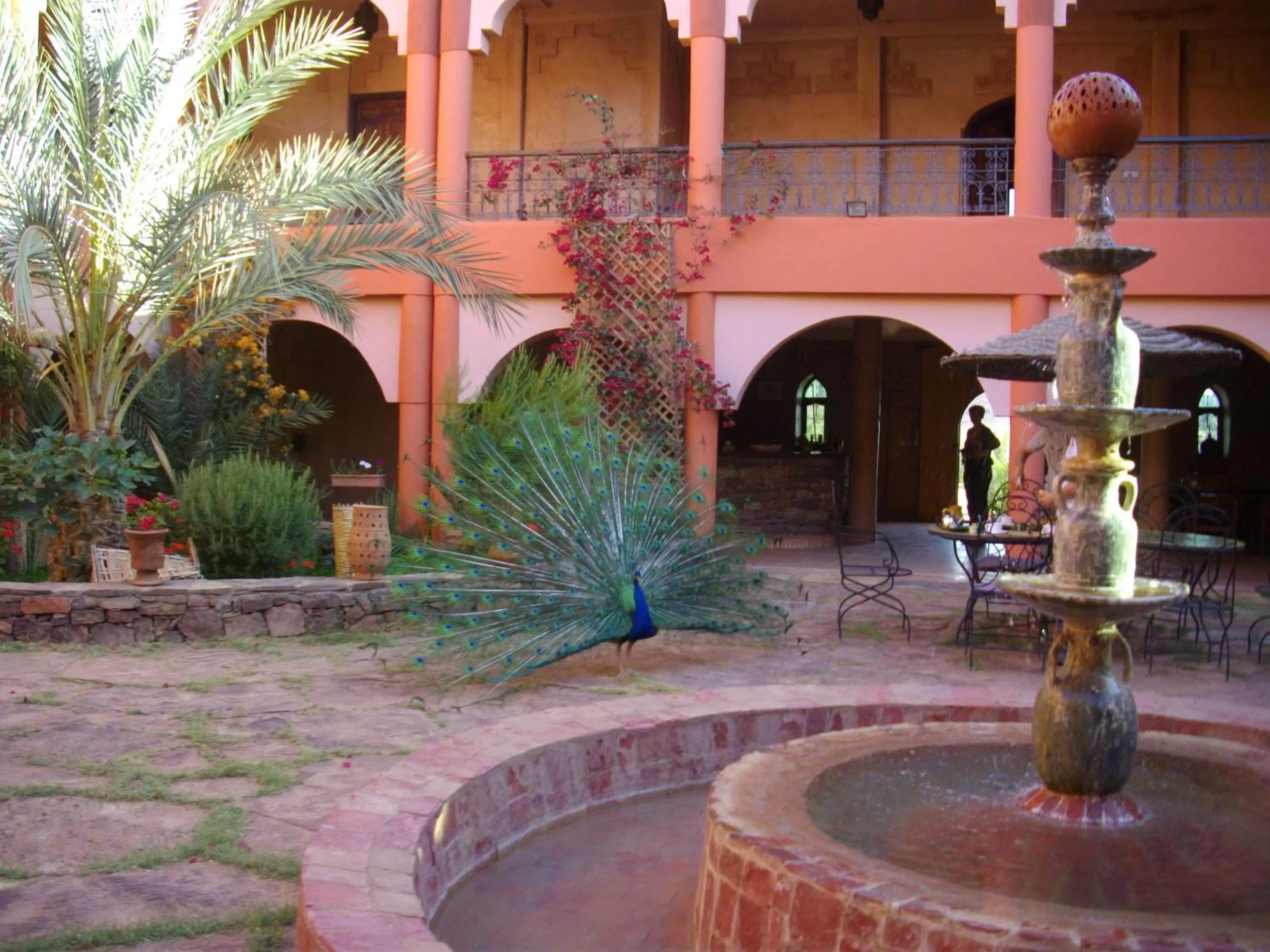 Animals in Kasbah Zitoune