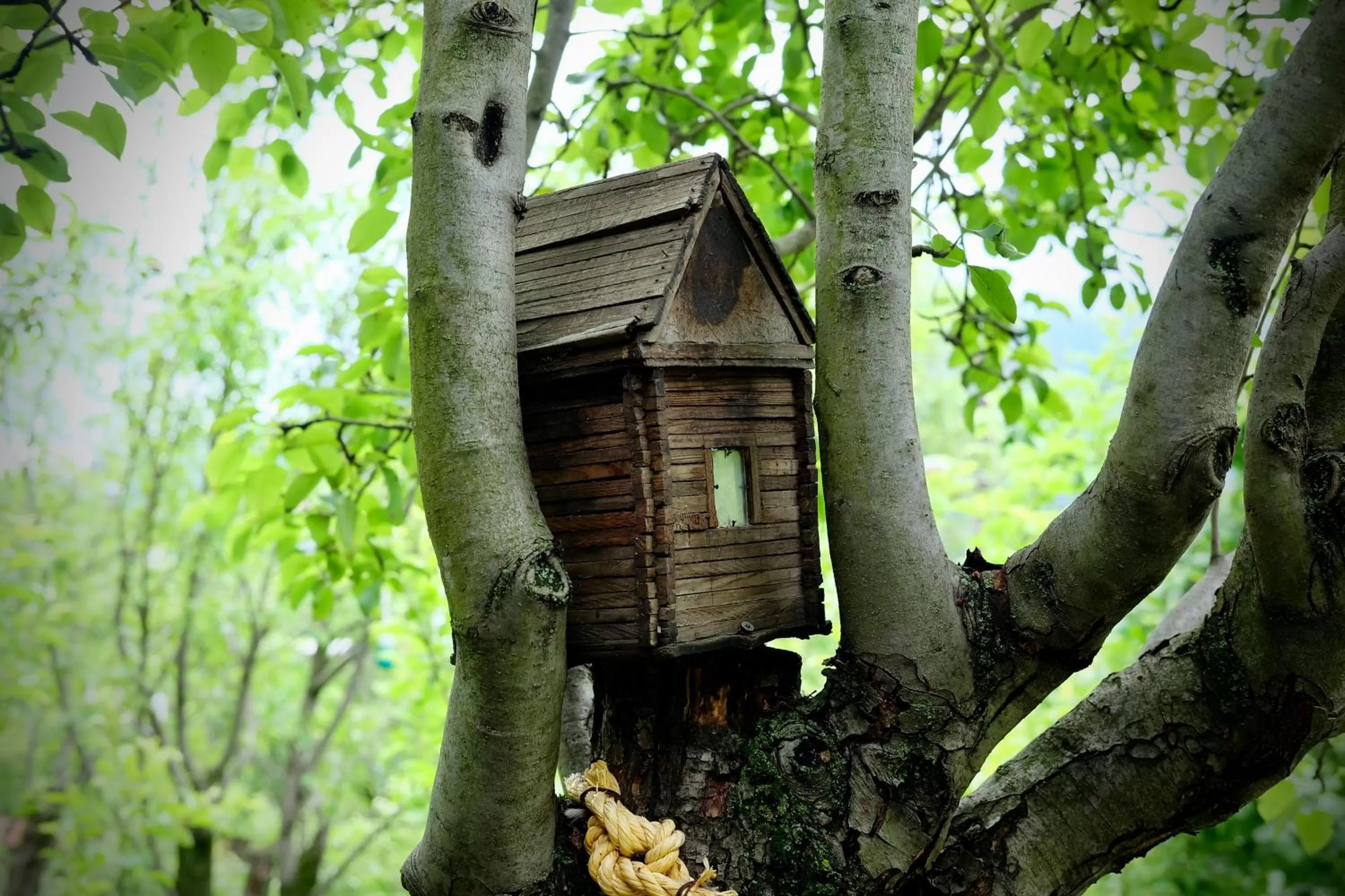 Garden, Property Building in Dil Hill by Sam