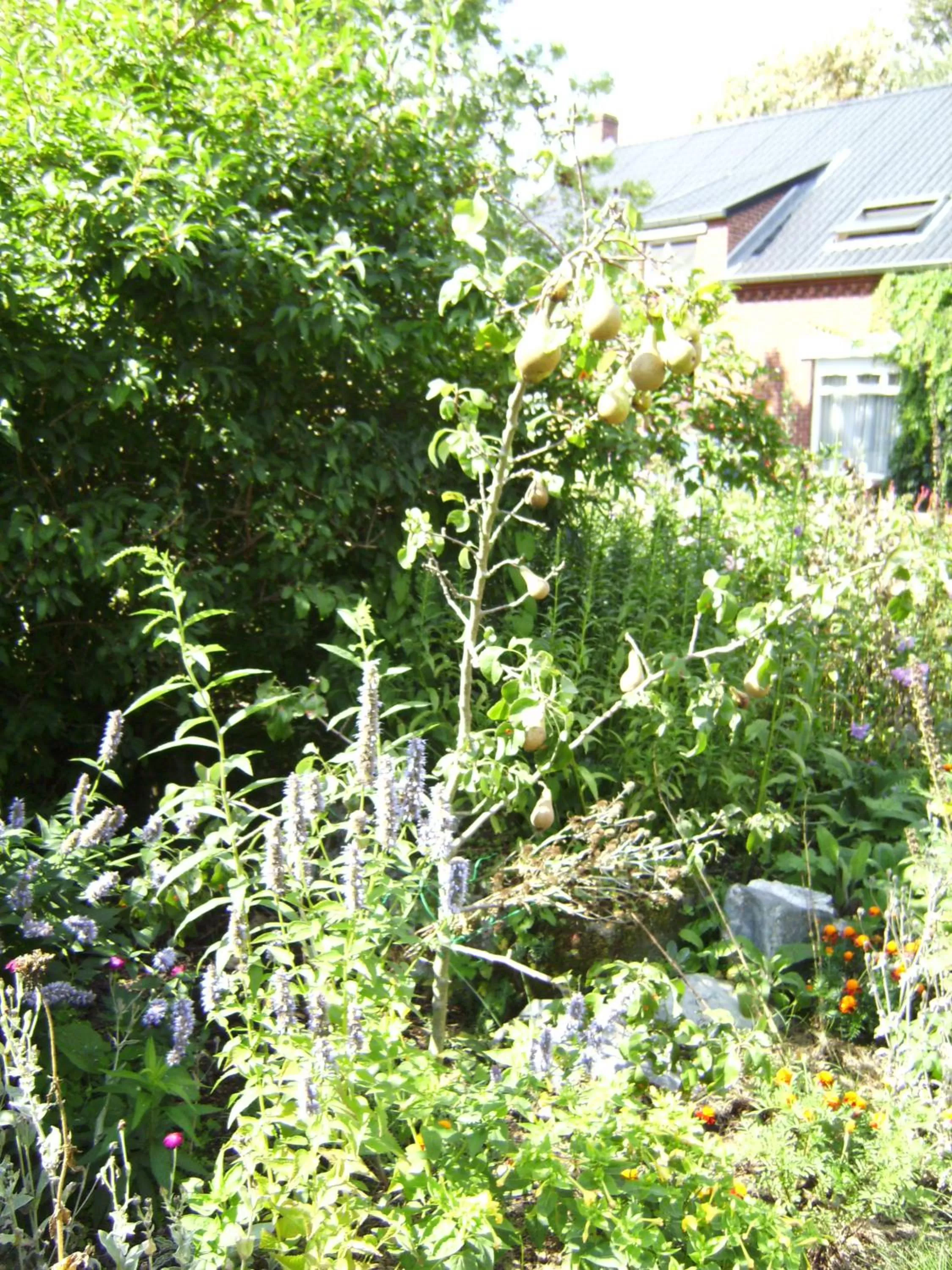 Other, Garden in B&B Het Uilennest