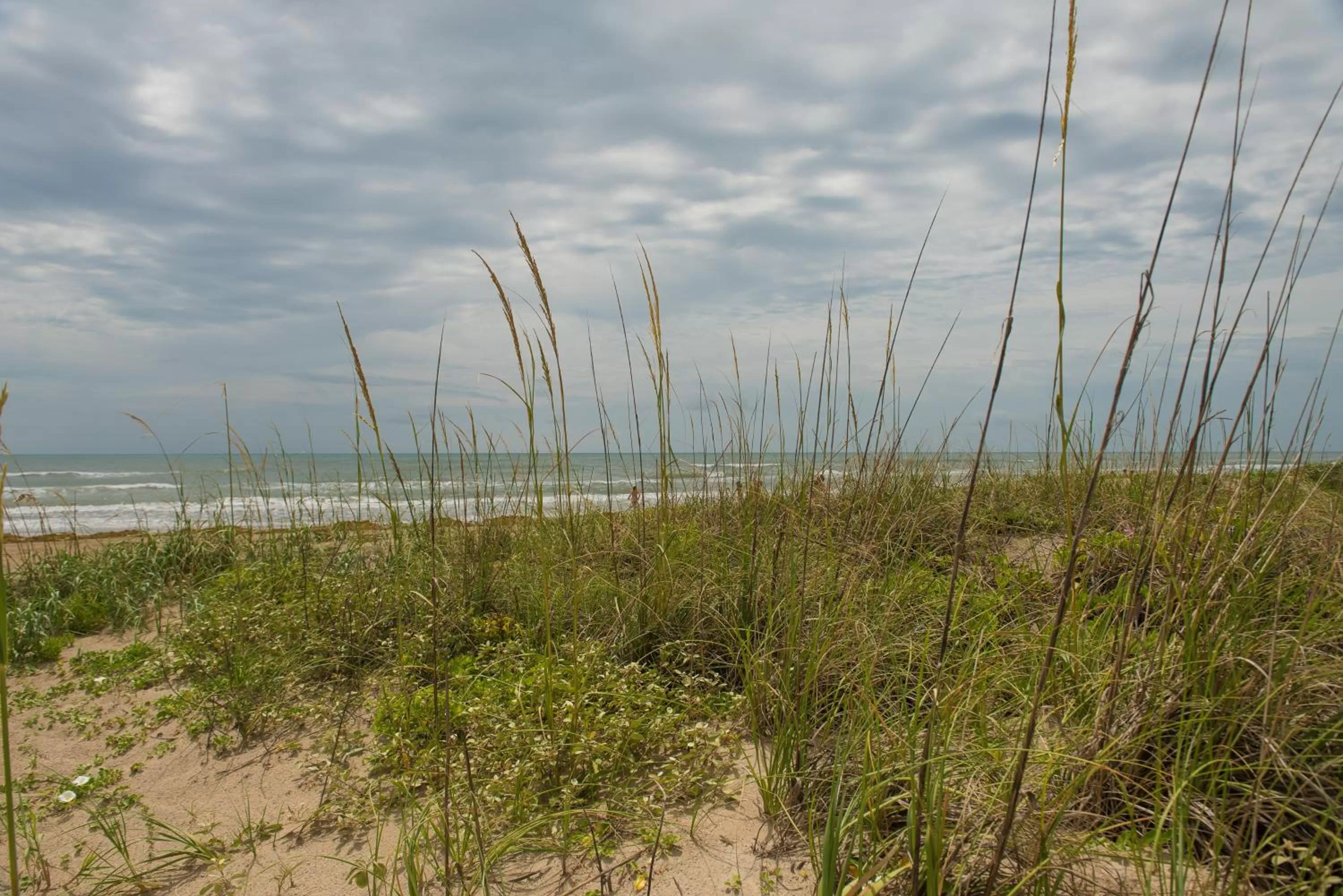 Beach, Natural Landscape in South Padre Island Beach Rentals