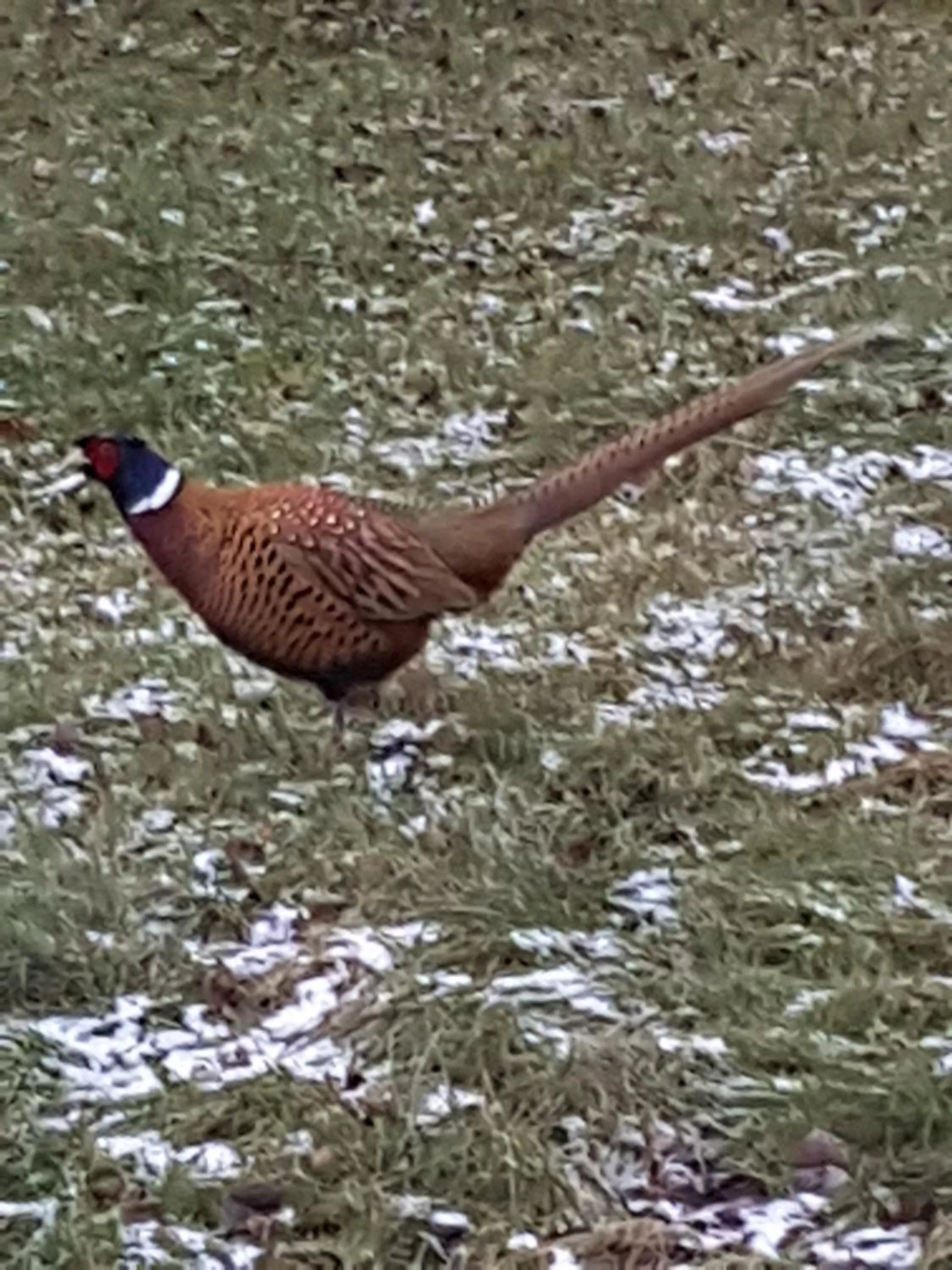 Other Animals in Roskilde B&B