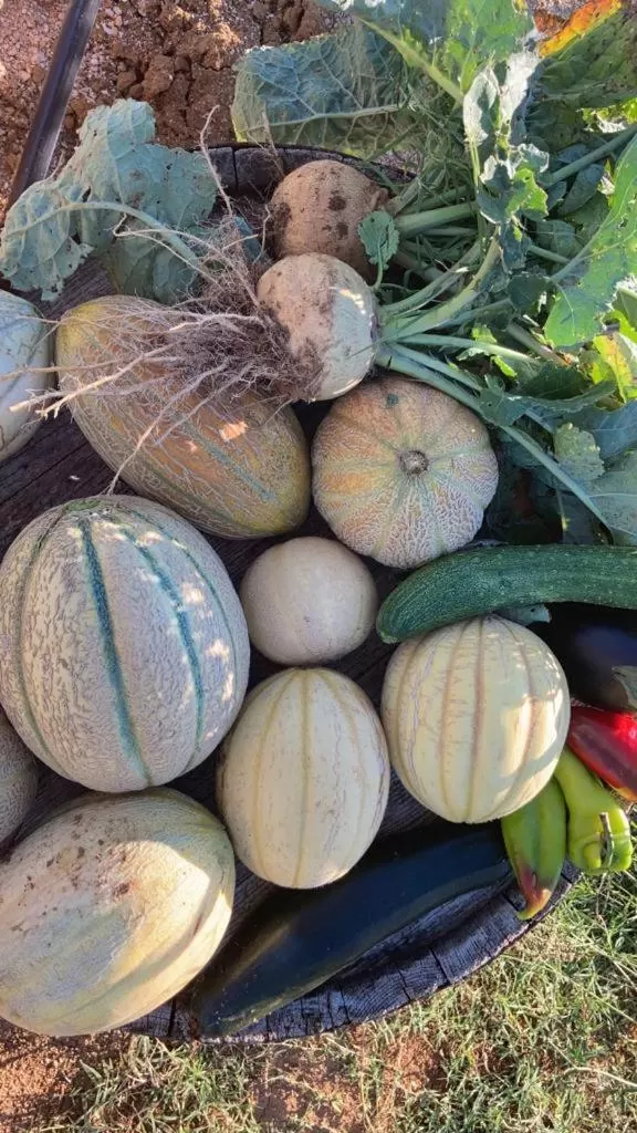 Food in Bed&Breakfast Vanni