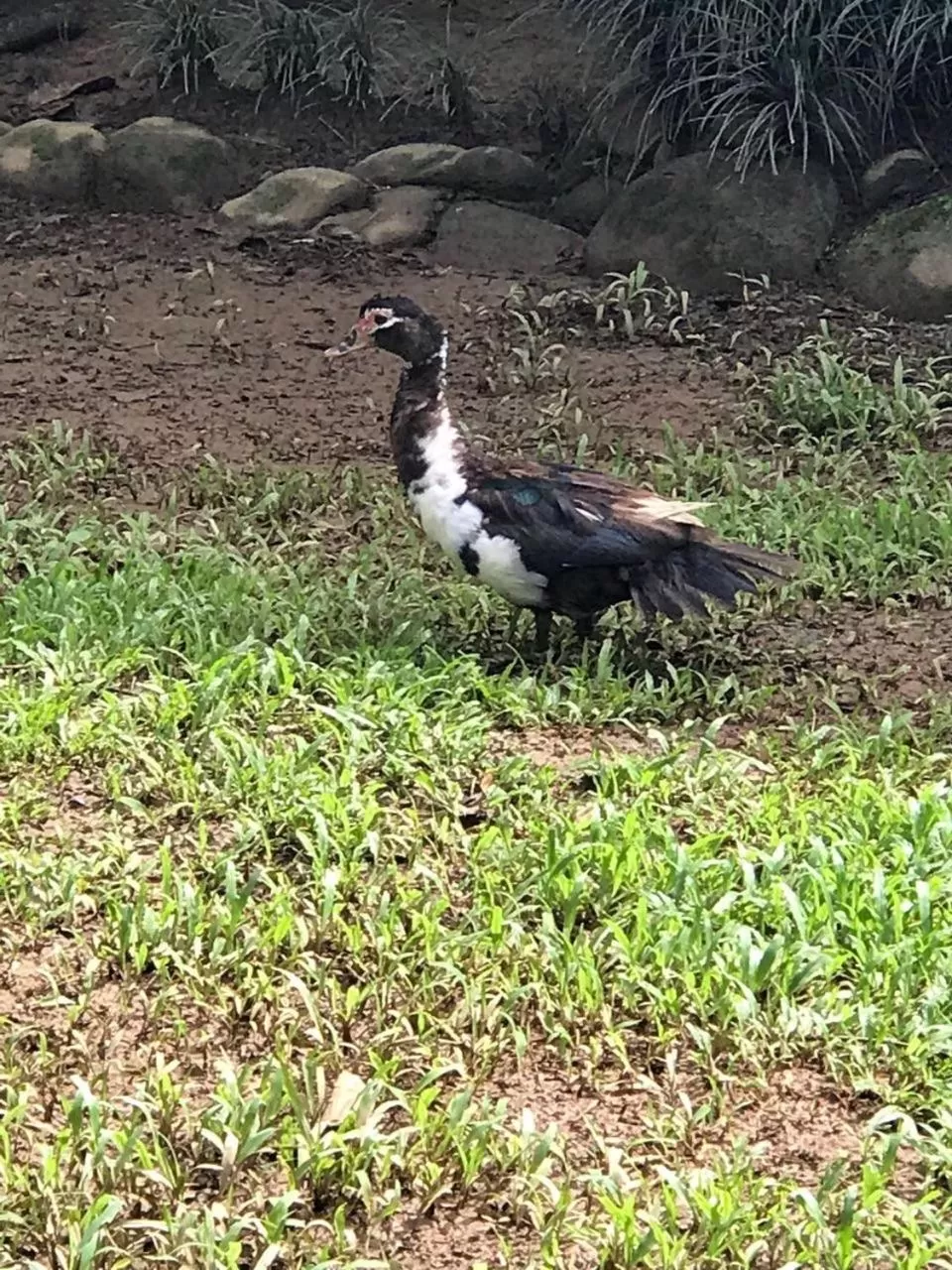 Animals in La Foresta Nature Resort