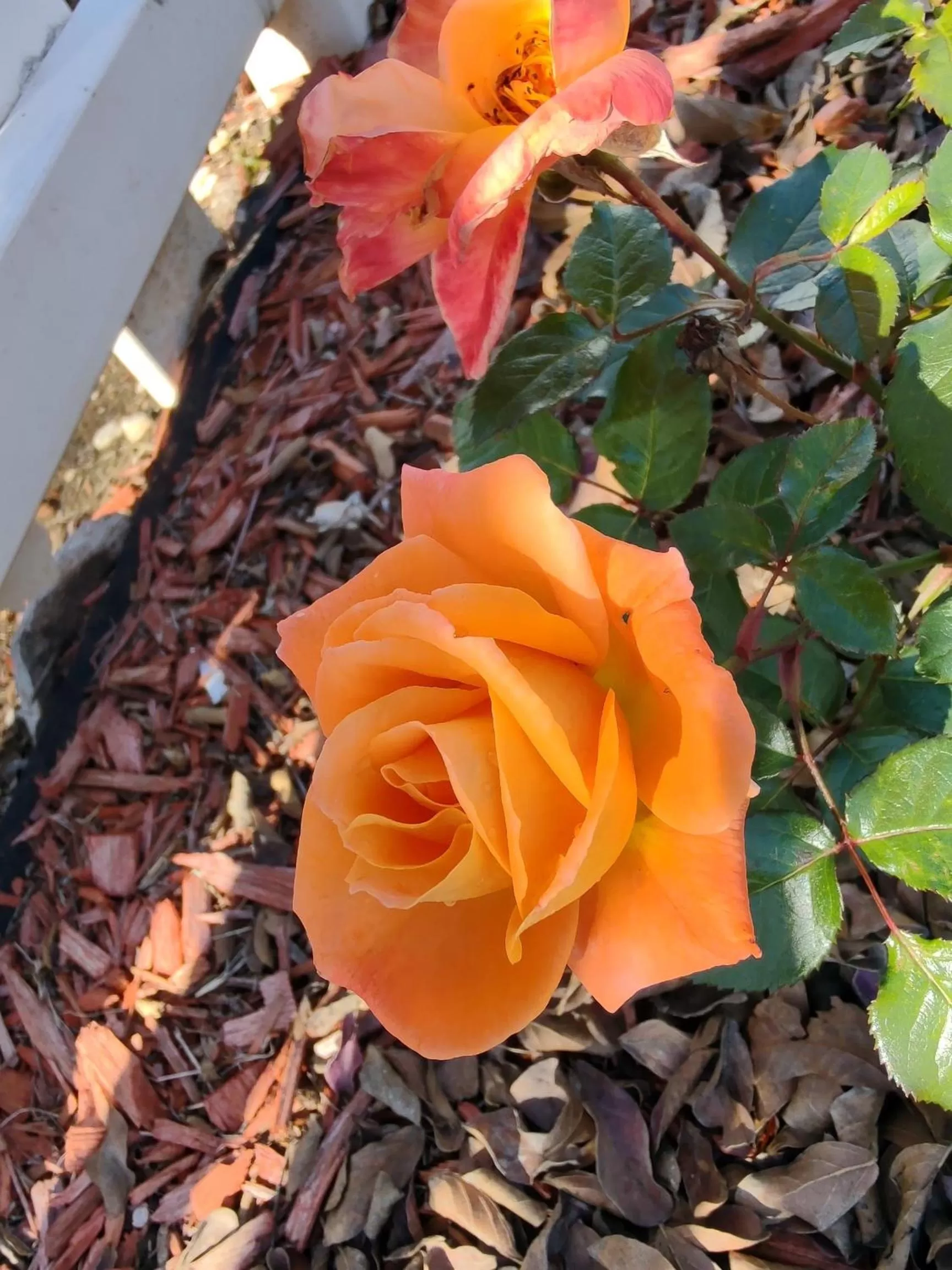 Garden in Granbury Gardens Bed and Breakfast