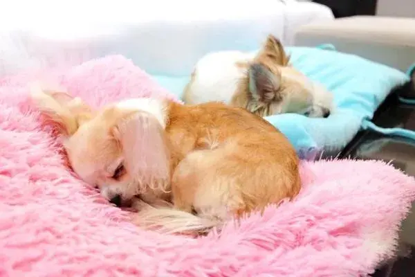 Villa - Pet Friendly in The Zign Hotel Villa - Pet Friendly in The Zign Hotel