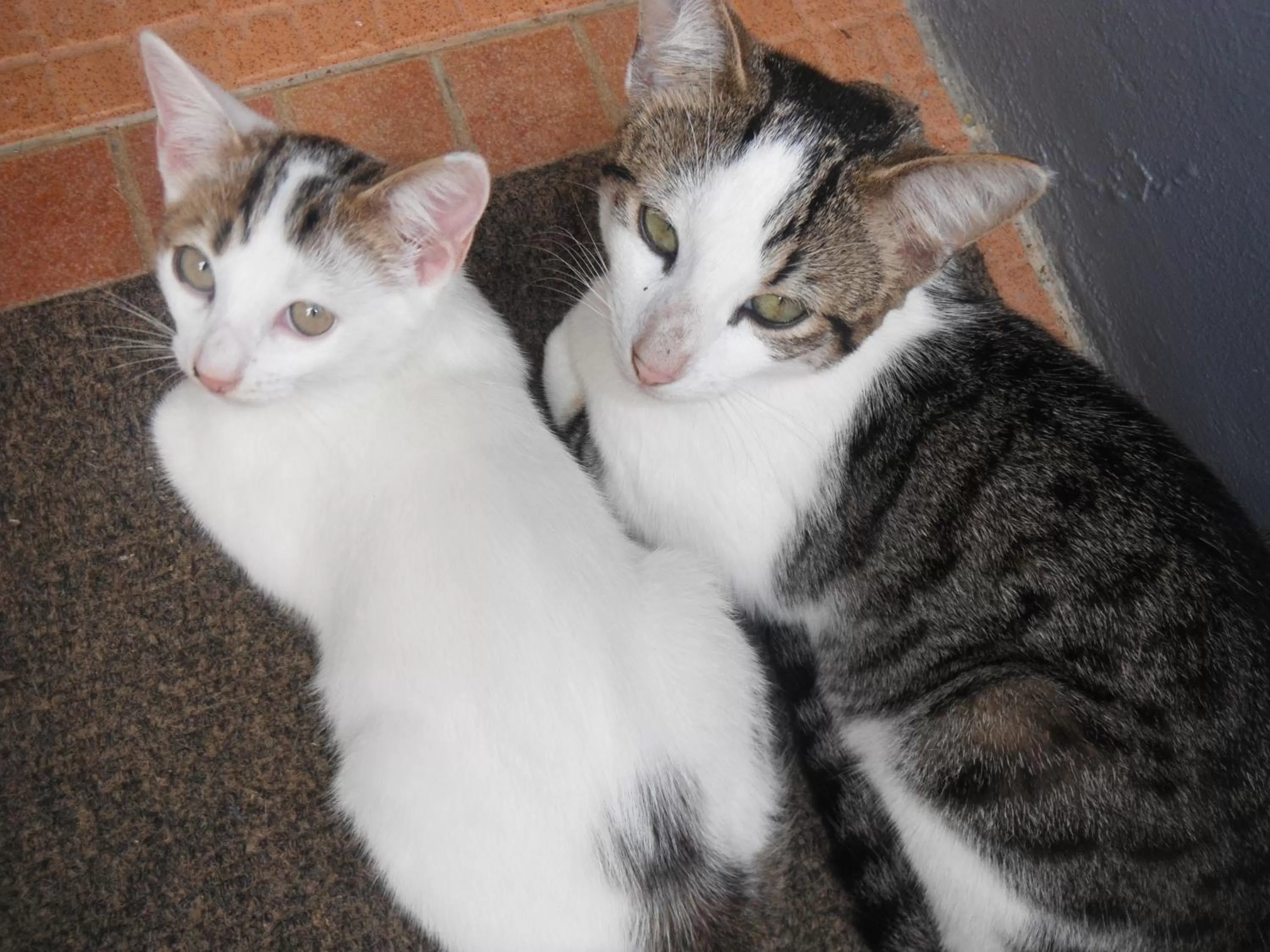 Living room, Pets in Classique International in Dominica
