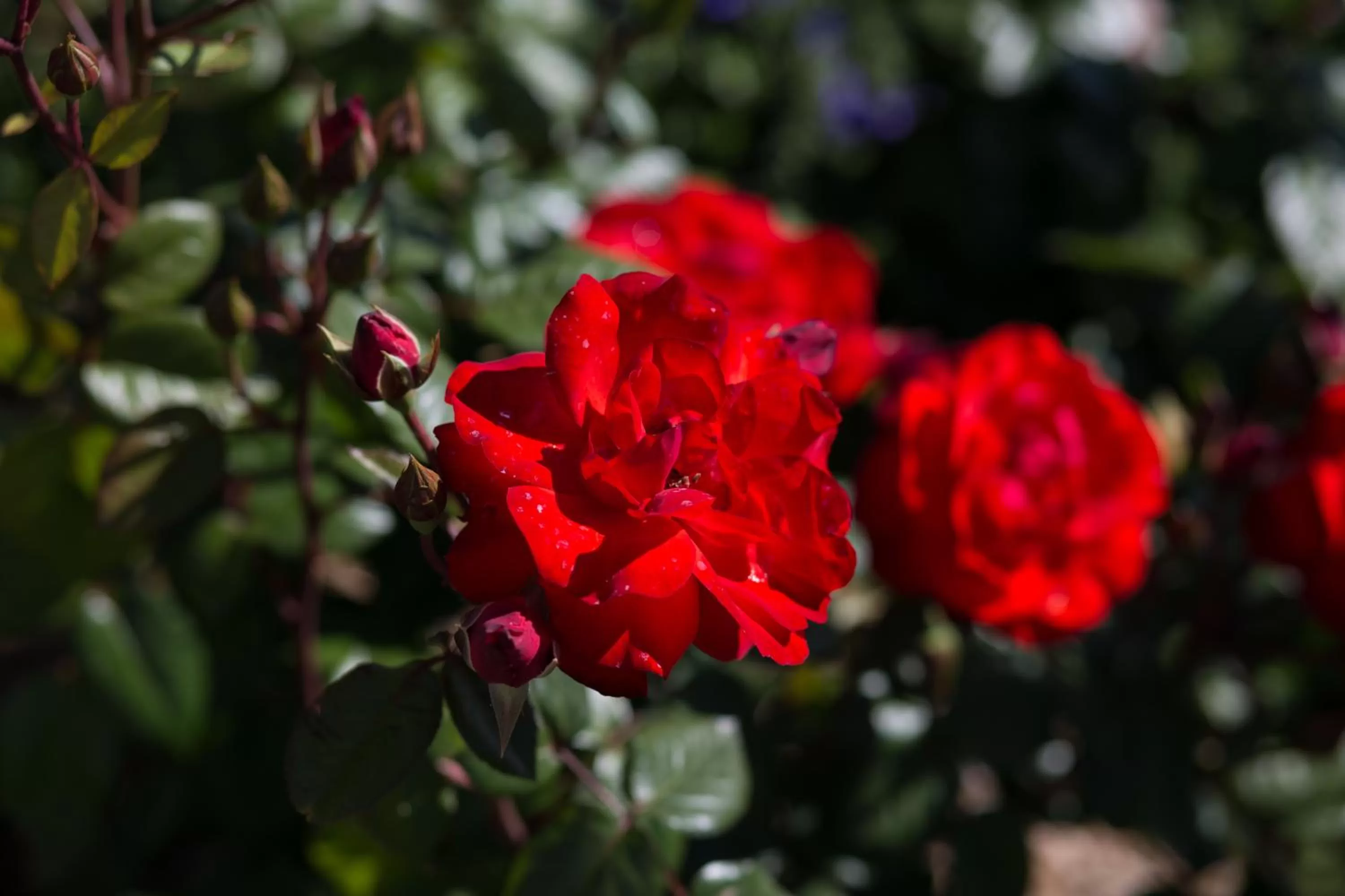 Garden in Willows Motel