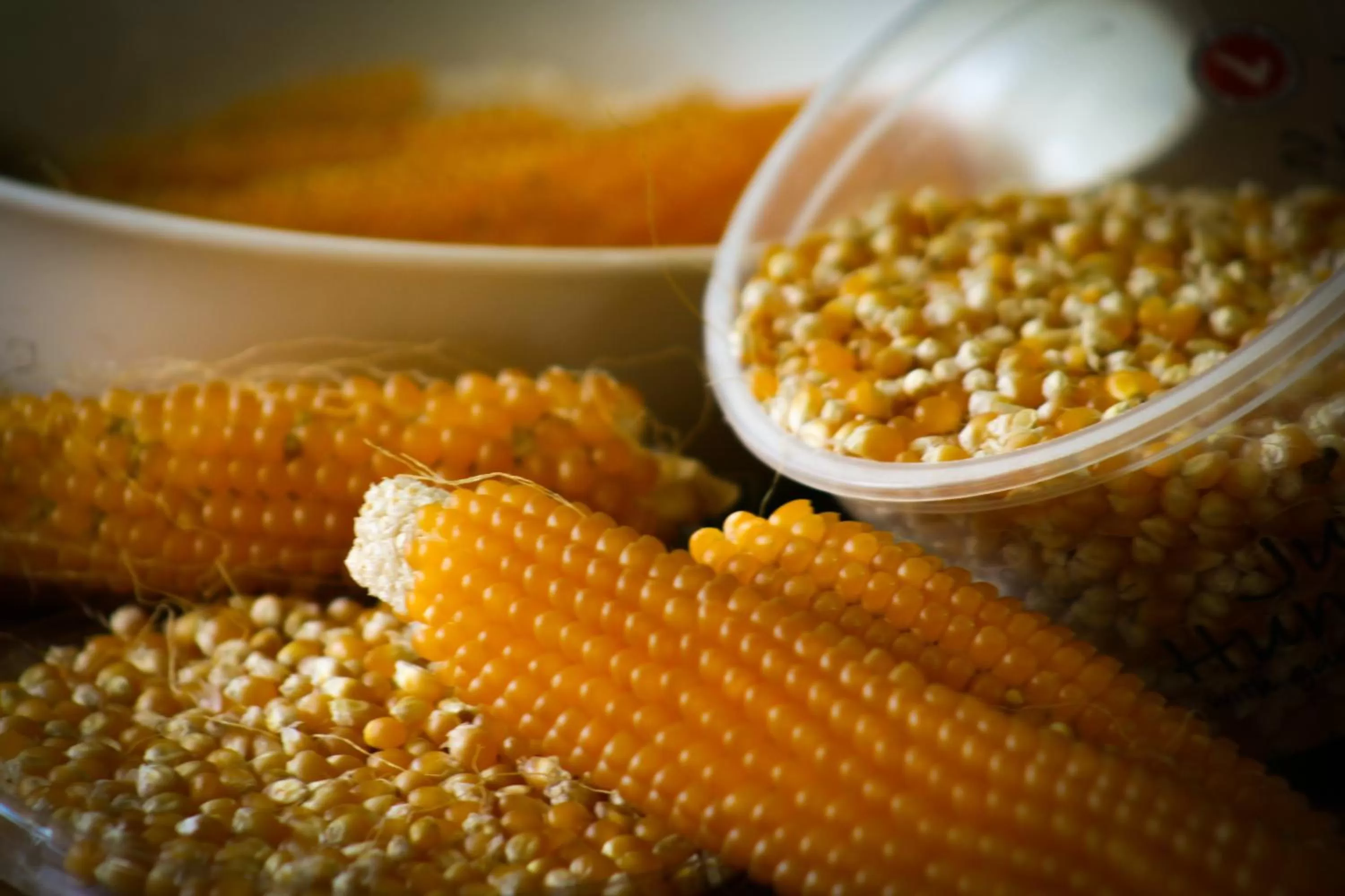 Garden, Food in Paeroa bed and breakfast