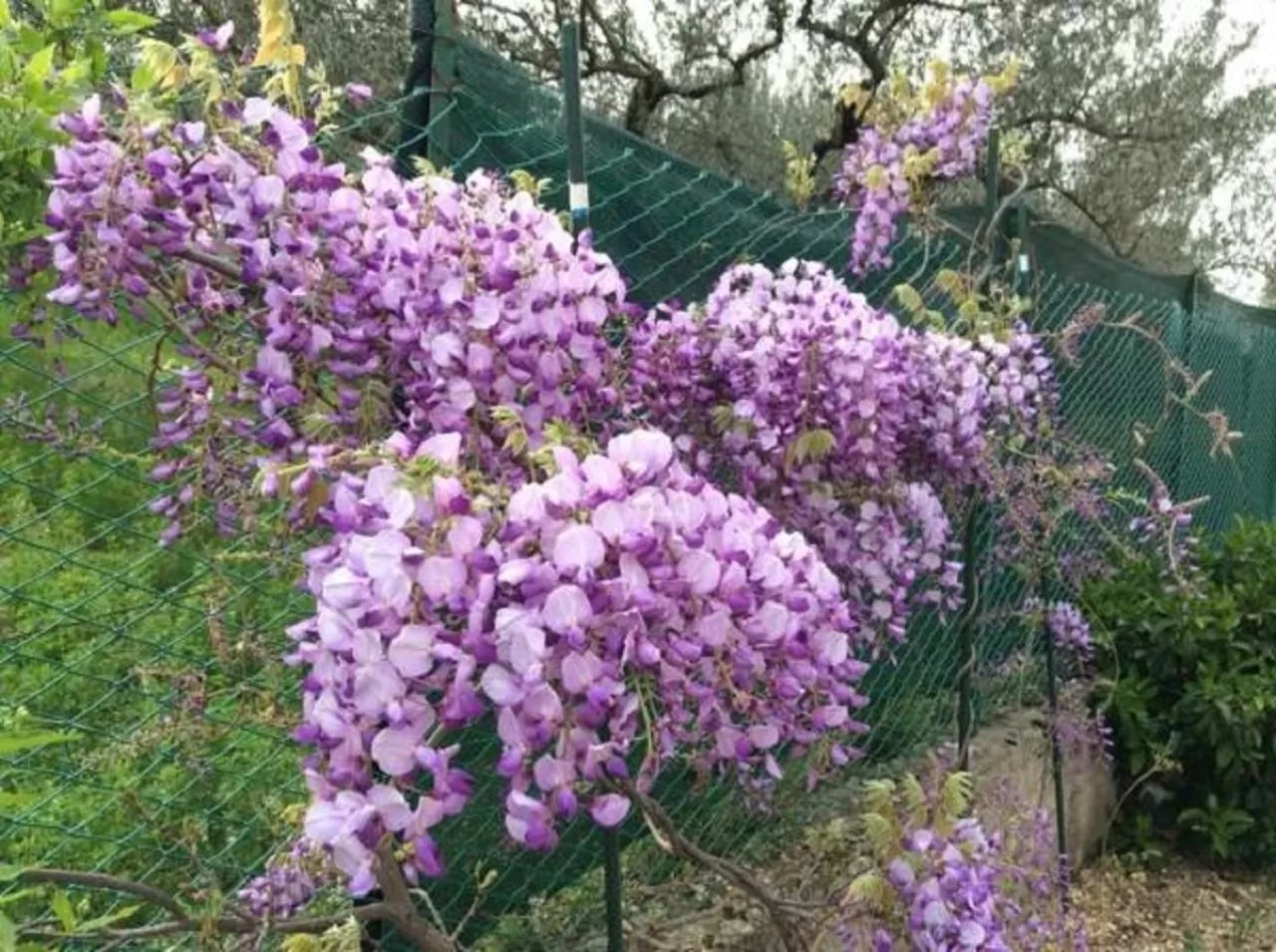 Garden in San Casciano