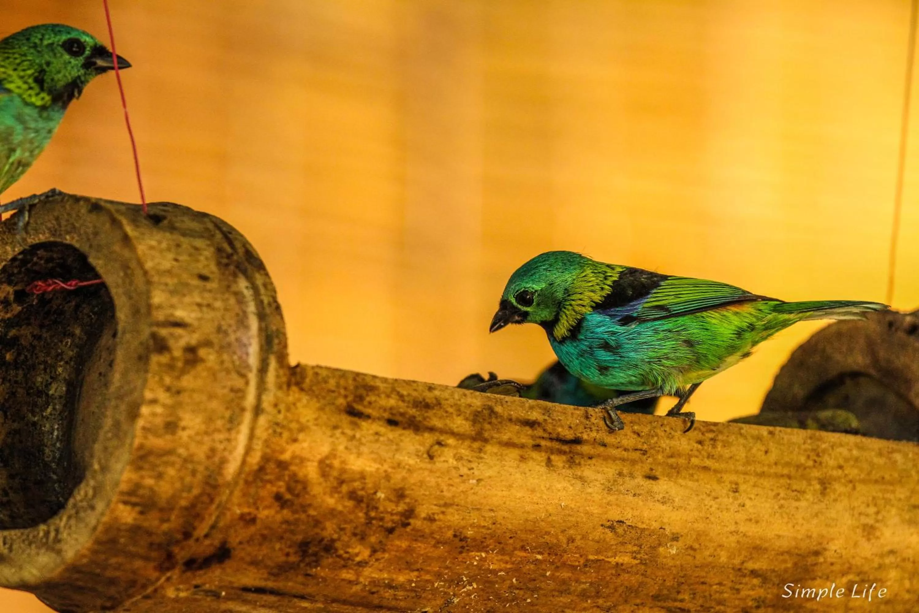 Other Animals in Sitio Simple Life