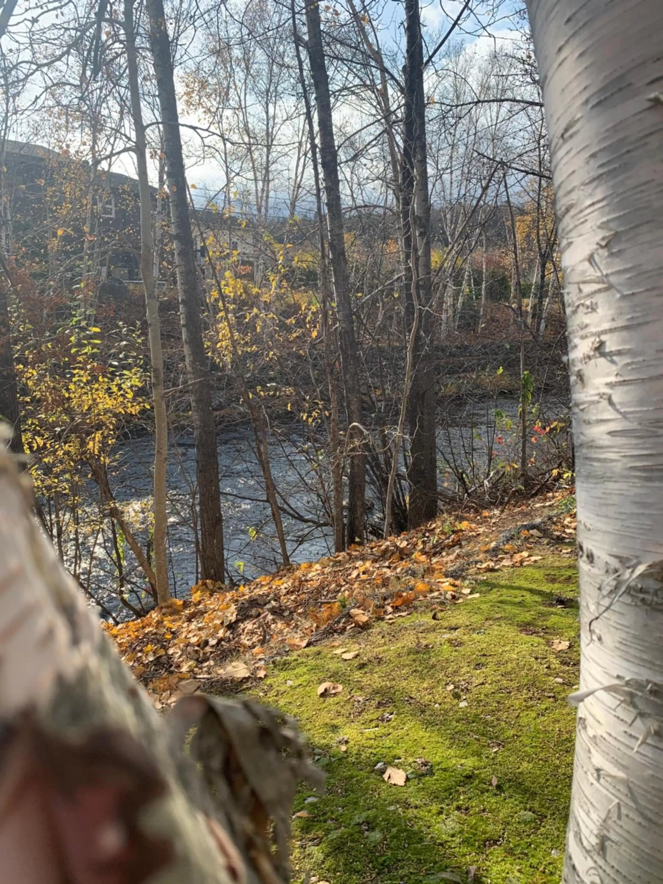 Garden in Motel Des Cascades