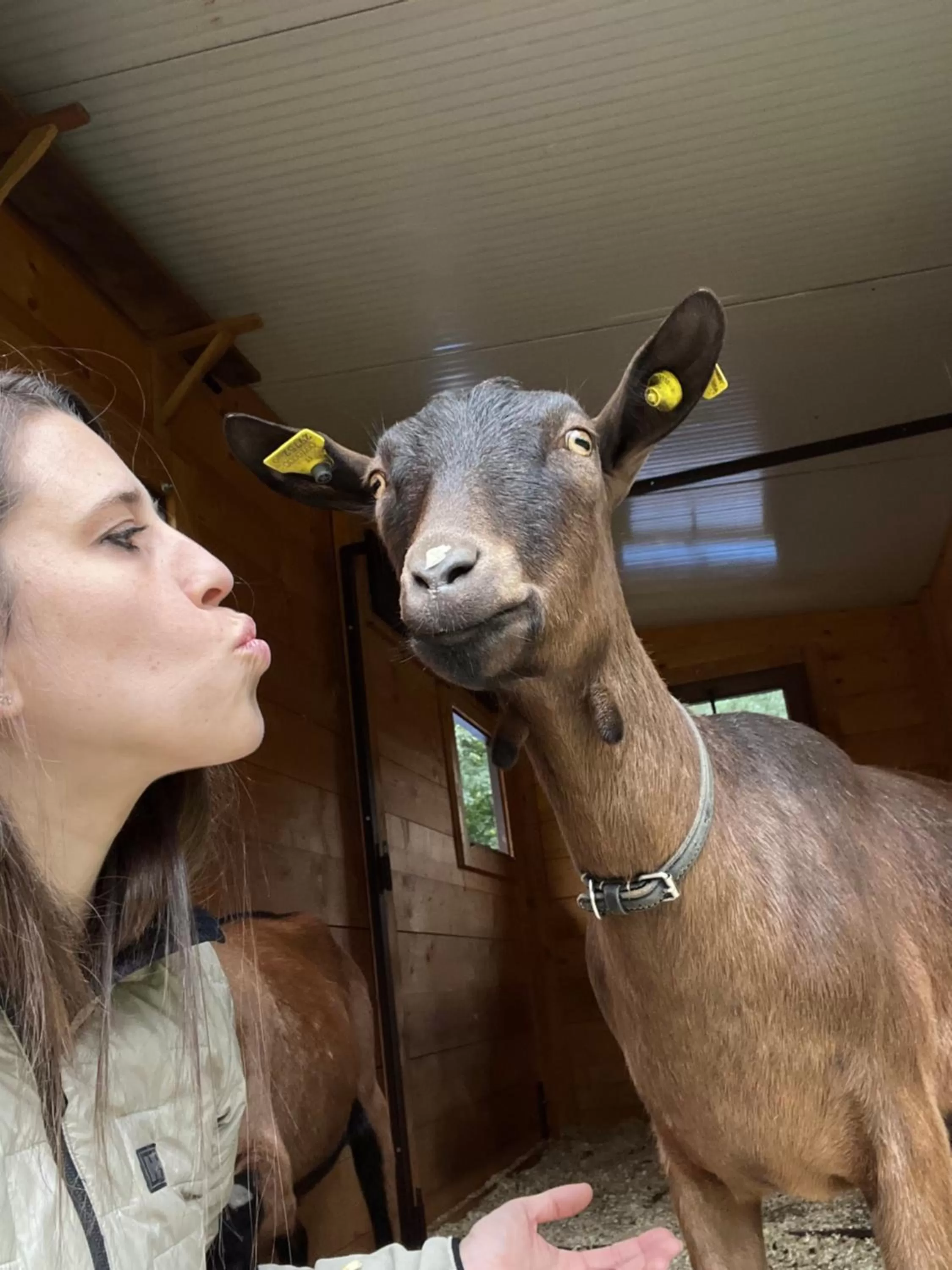 Animals in Hotel La Grange - Animal Chic Hotel