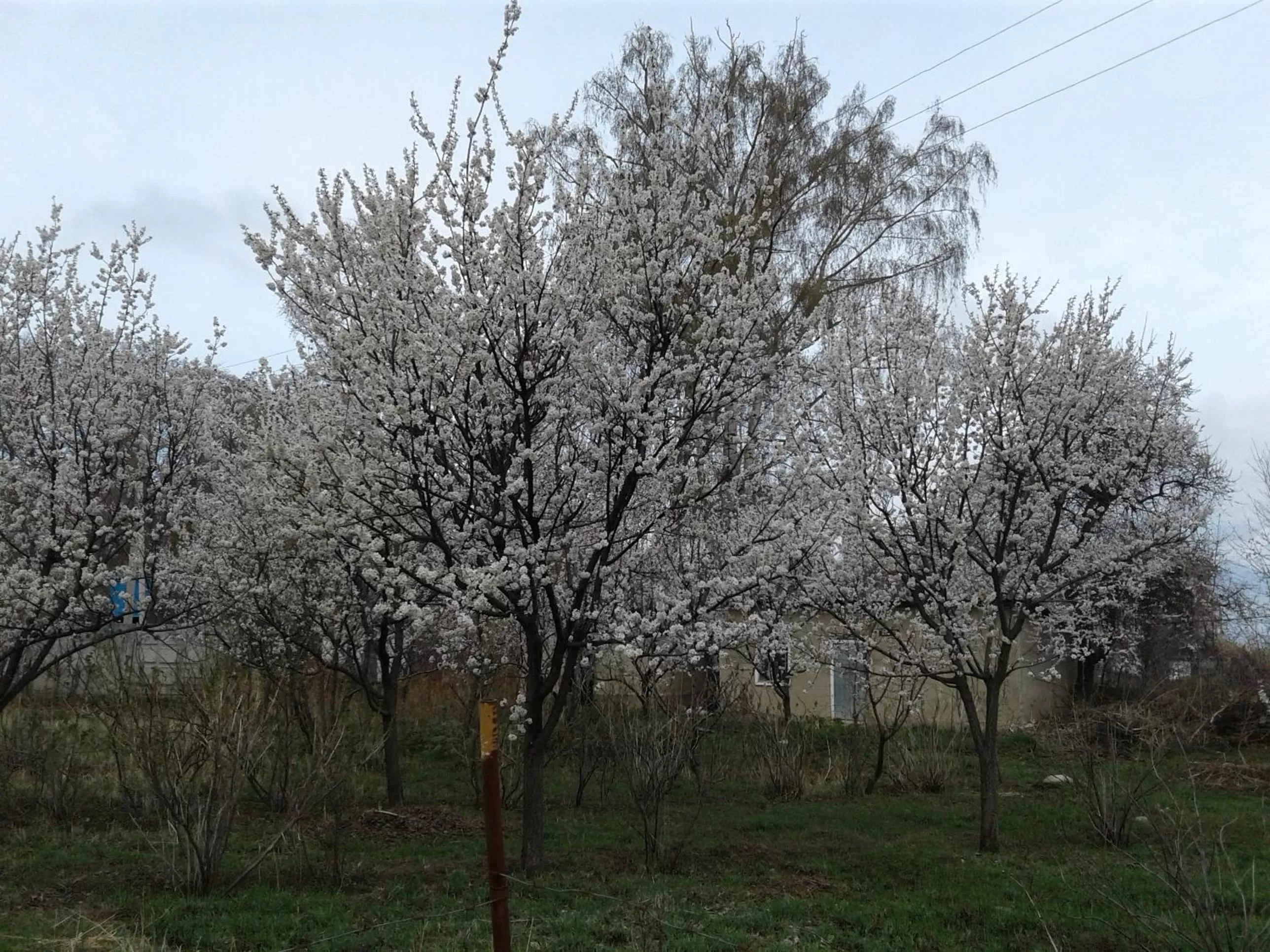 Otel Issyk-Kul Karakol