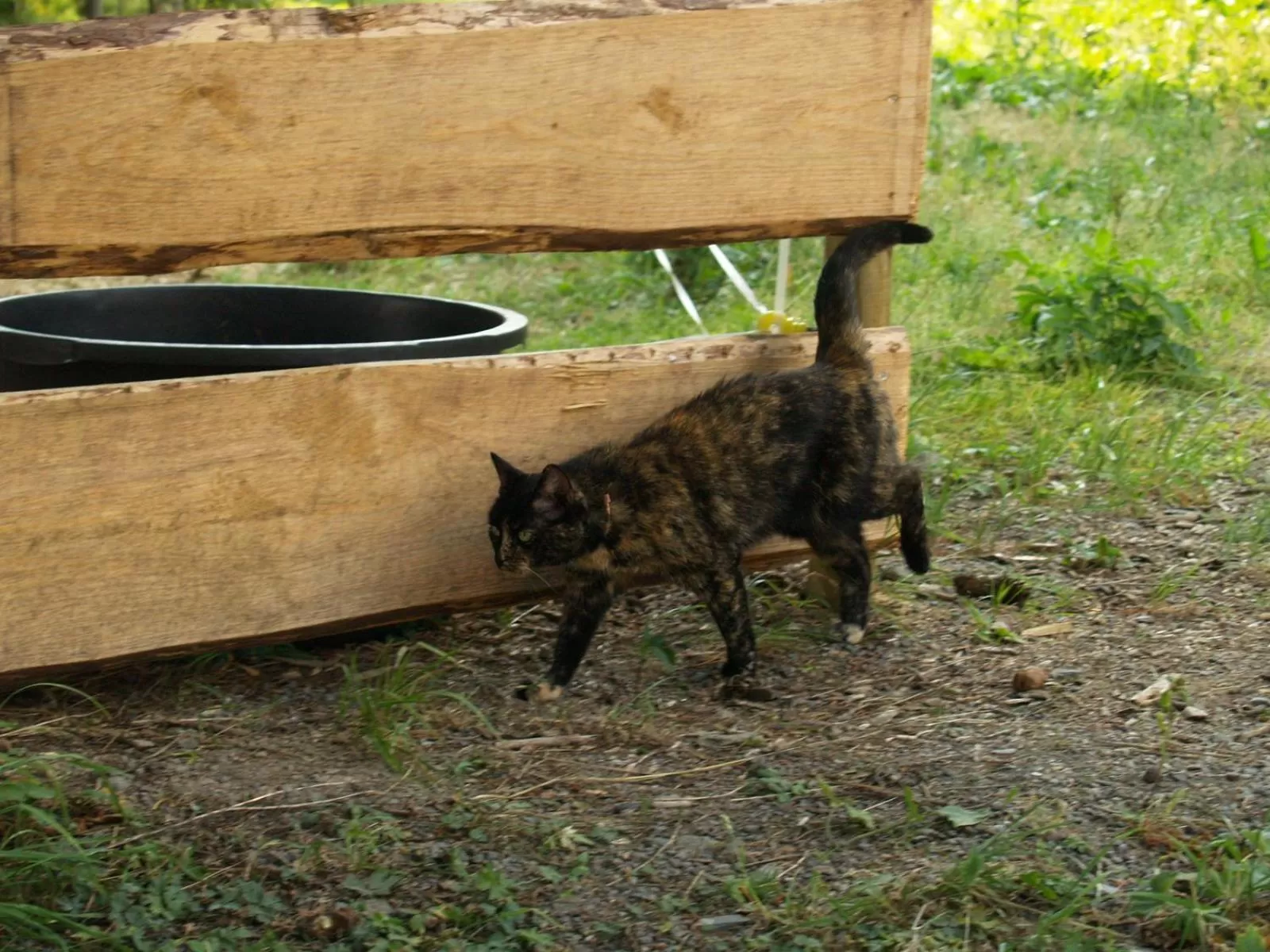 Pets in Waldgasthof Bad Einsiedel