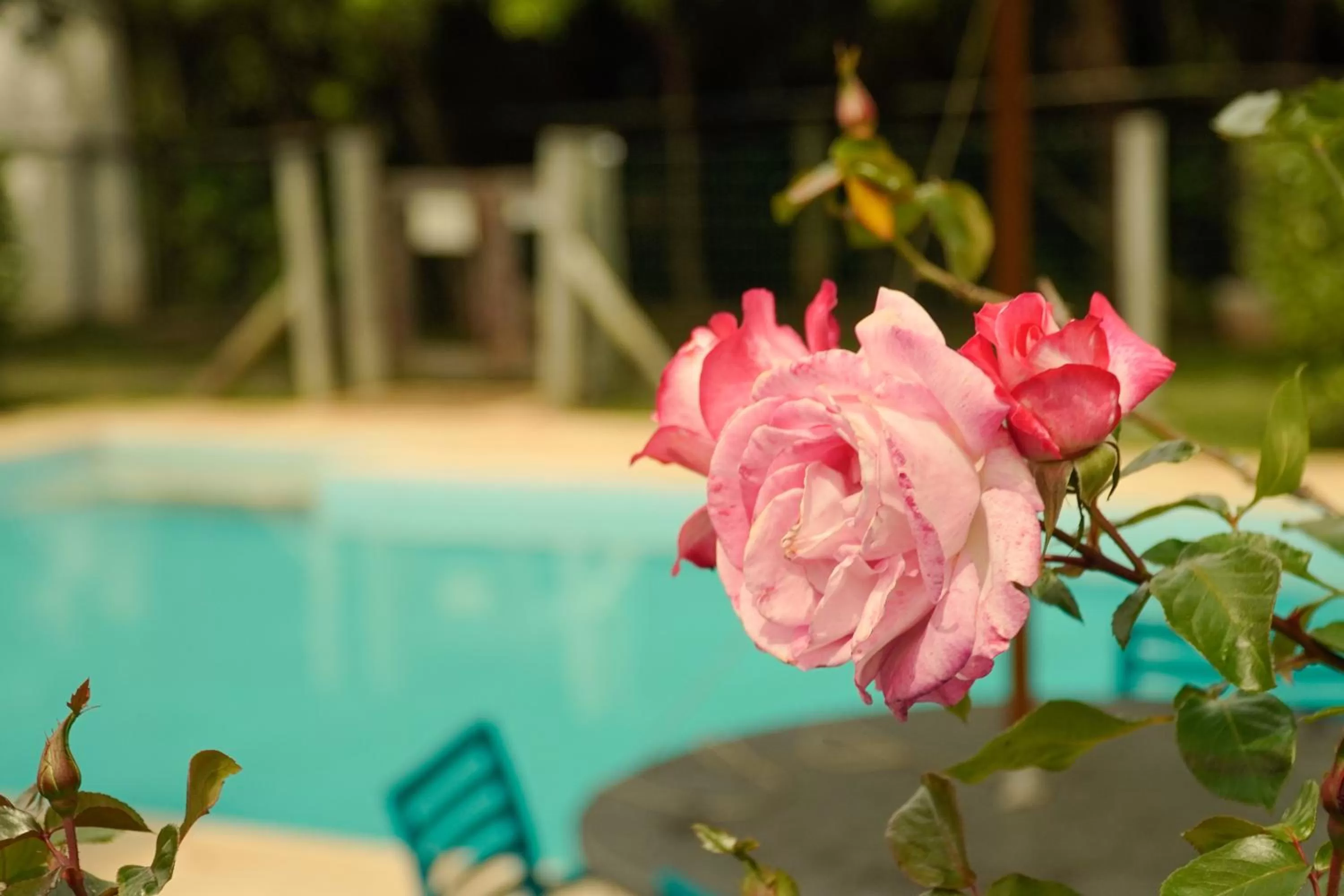 Garden, Swimming Pool in Pousada Dunasol Floripa