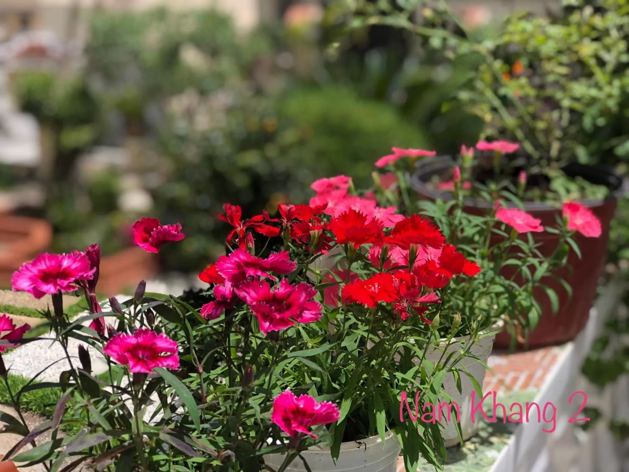 Garden in Villa - Hotel Nam Khang 2 Dalat