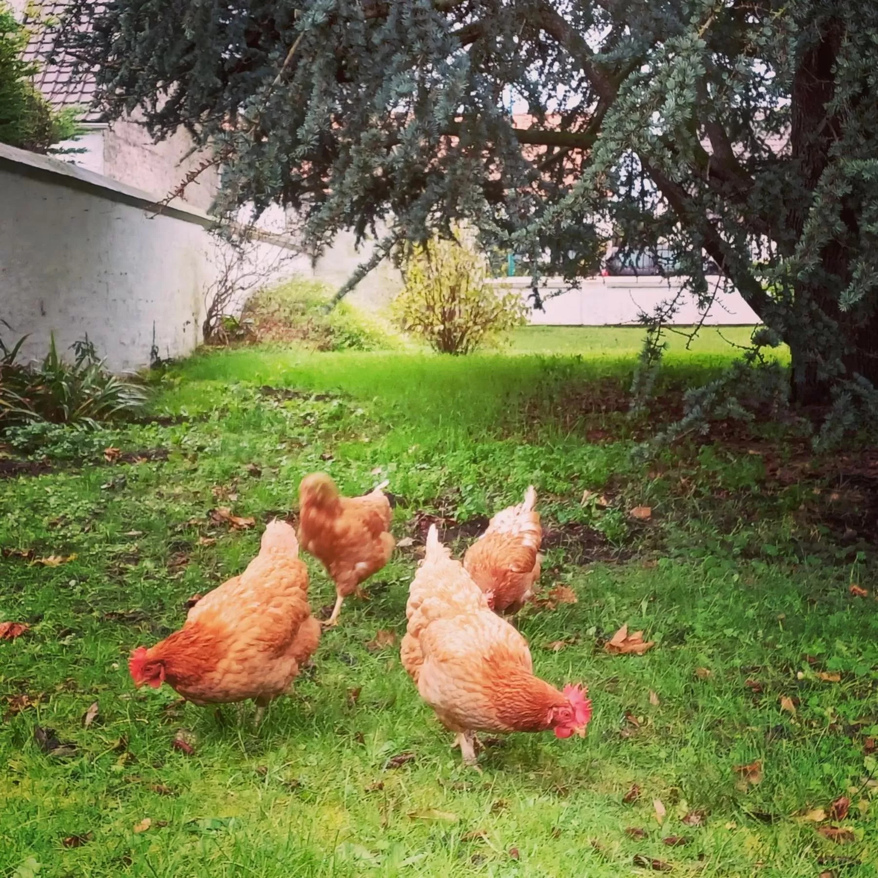 Activities, Pets in La Carte Postale