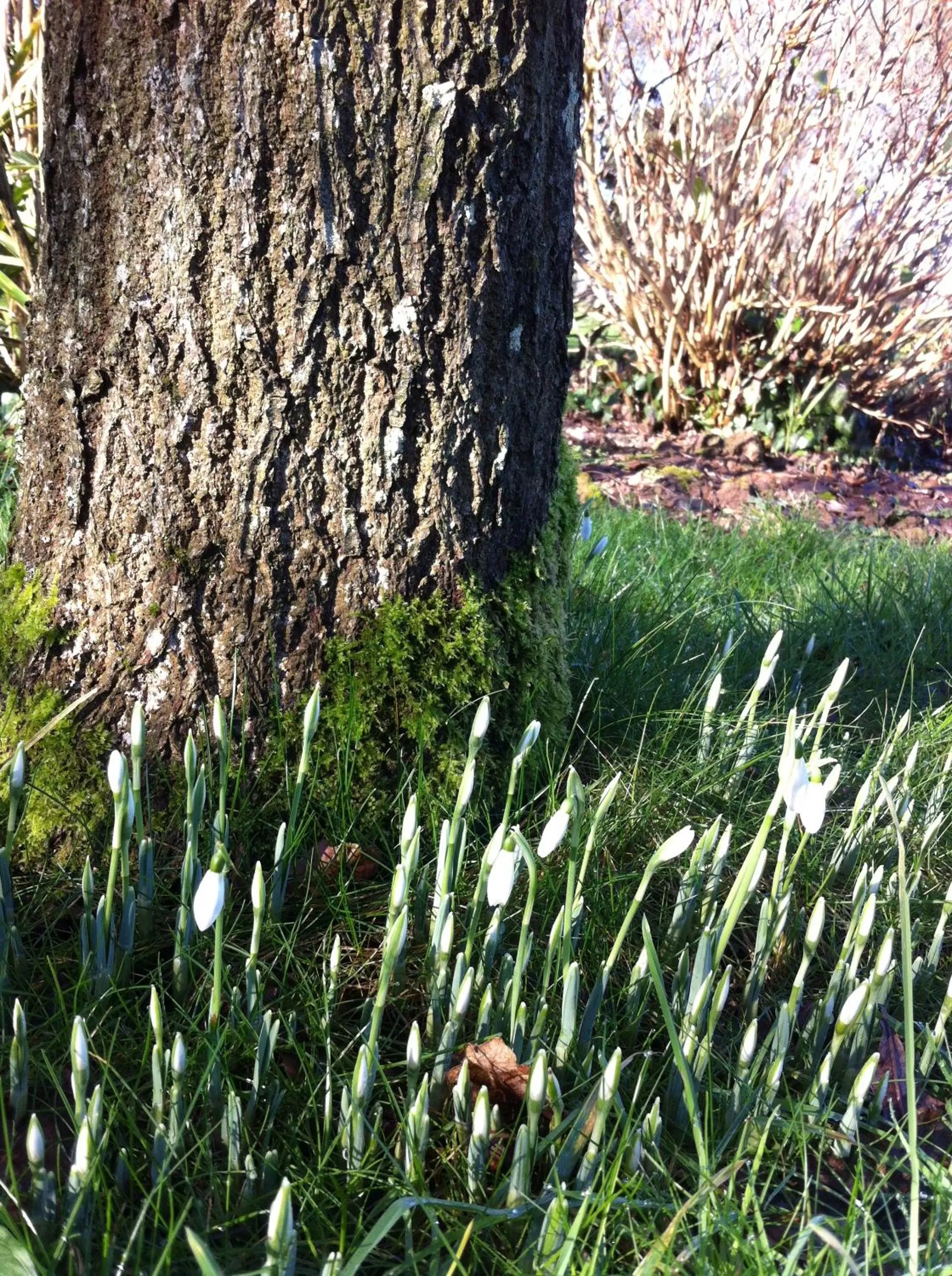 Property building in Treweens