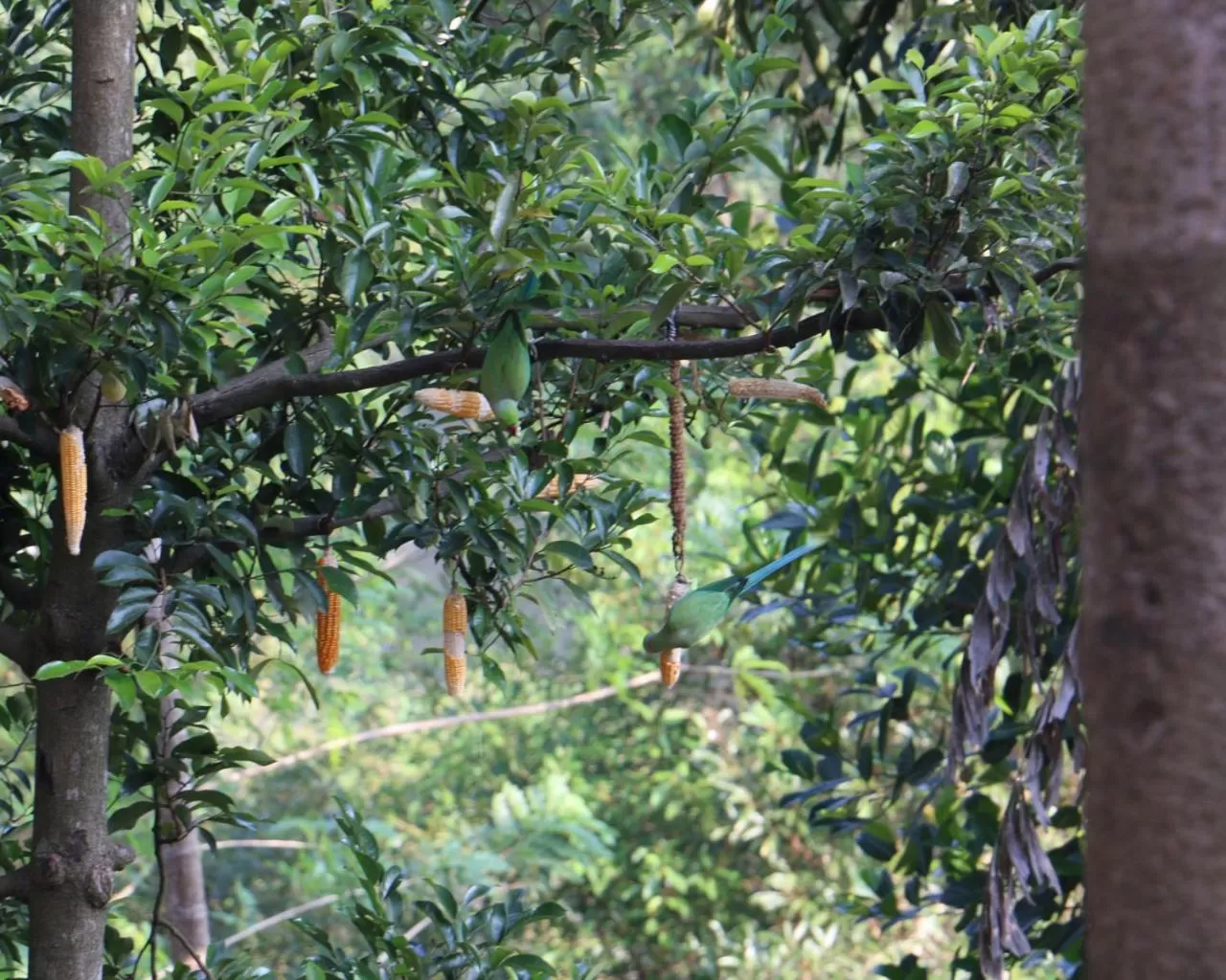 Other Animals in Kandy Rivers Edge Nature Resort