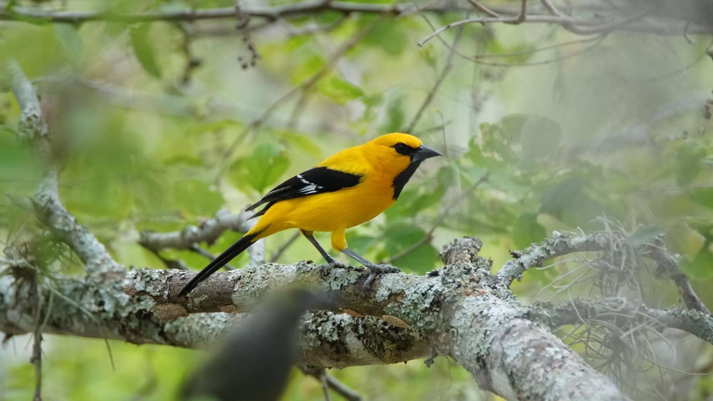 Bird's eye view, Other Animals in Posada Finca San Vicente B&B