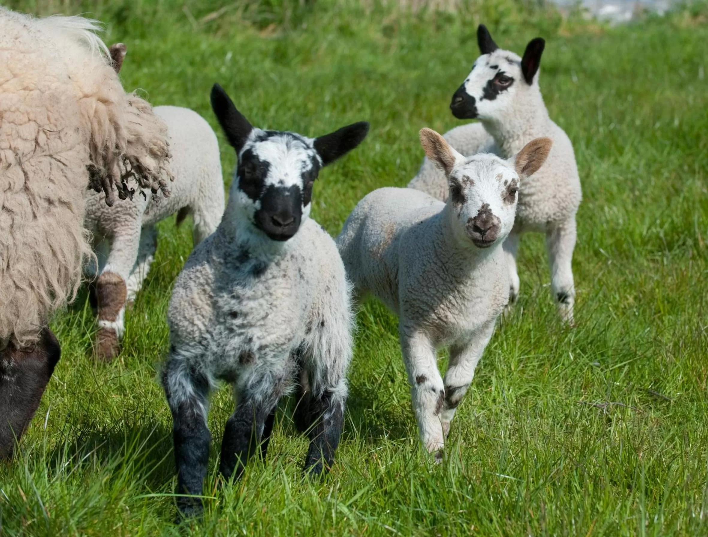 Animals in Broome Park Farm B&B